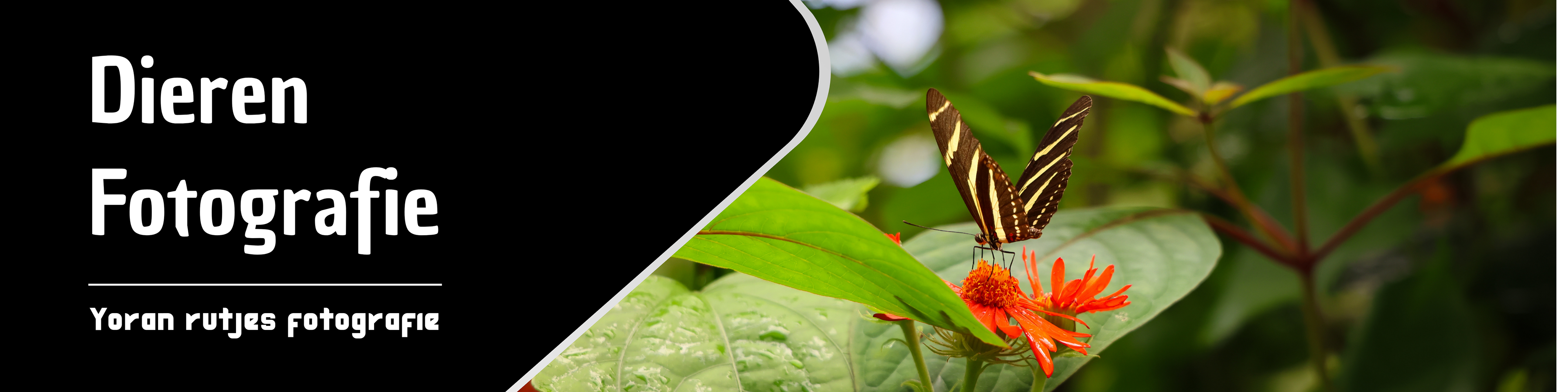 Dit is de banner van de fotografie pagina van 'Dieren fotografie' Van Shotsbyrutjes I Yoran Rutjes Fotografie