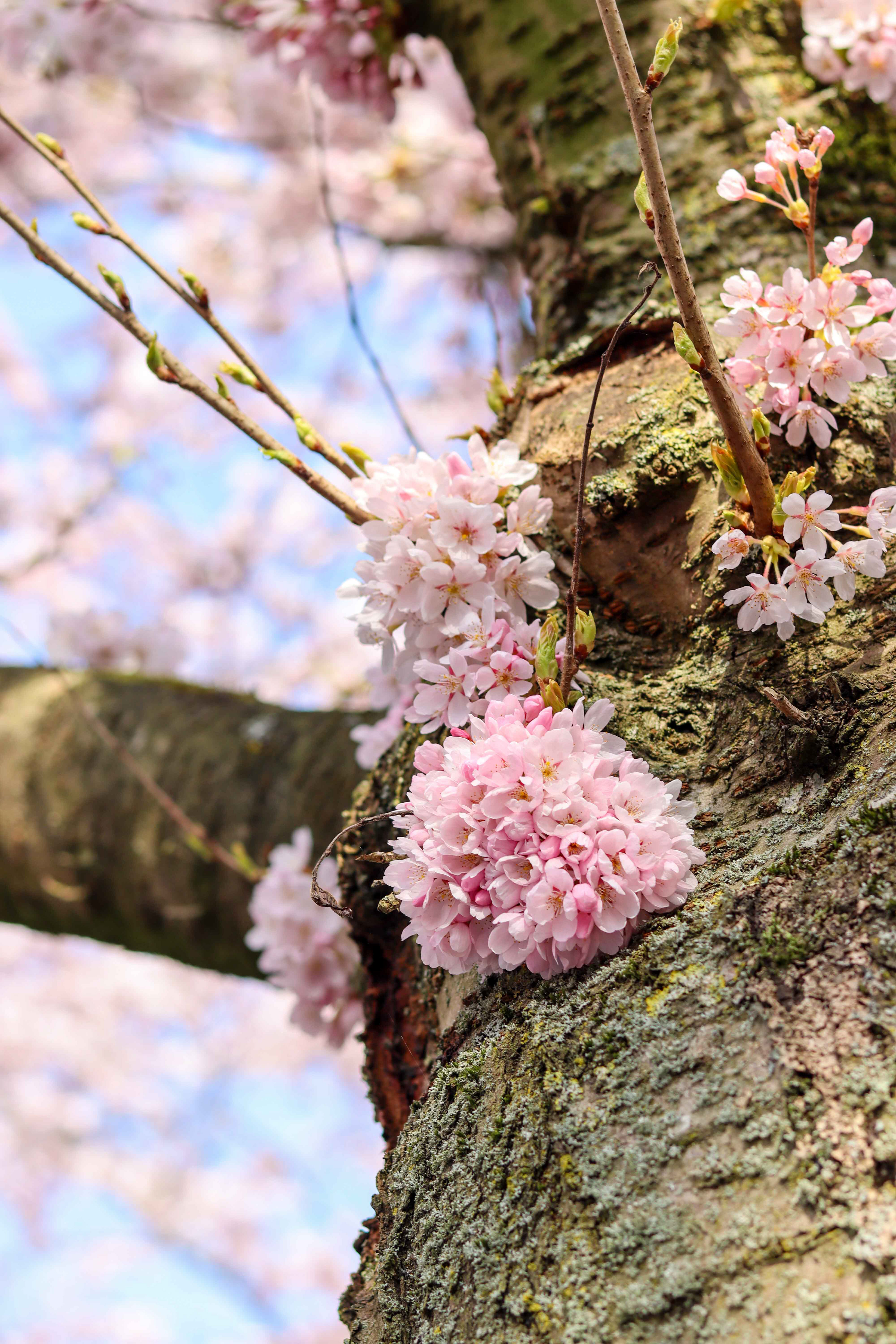 Cherry blossom. (sakura)