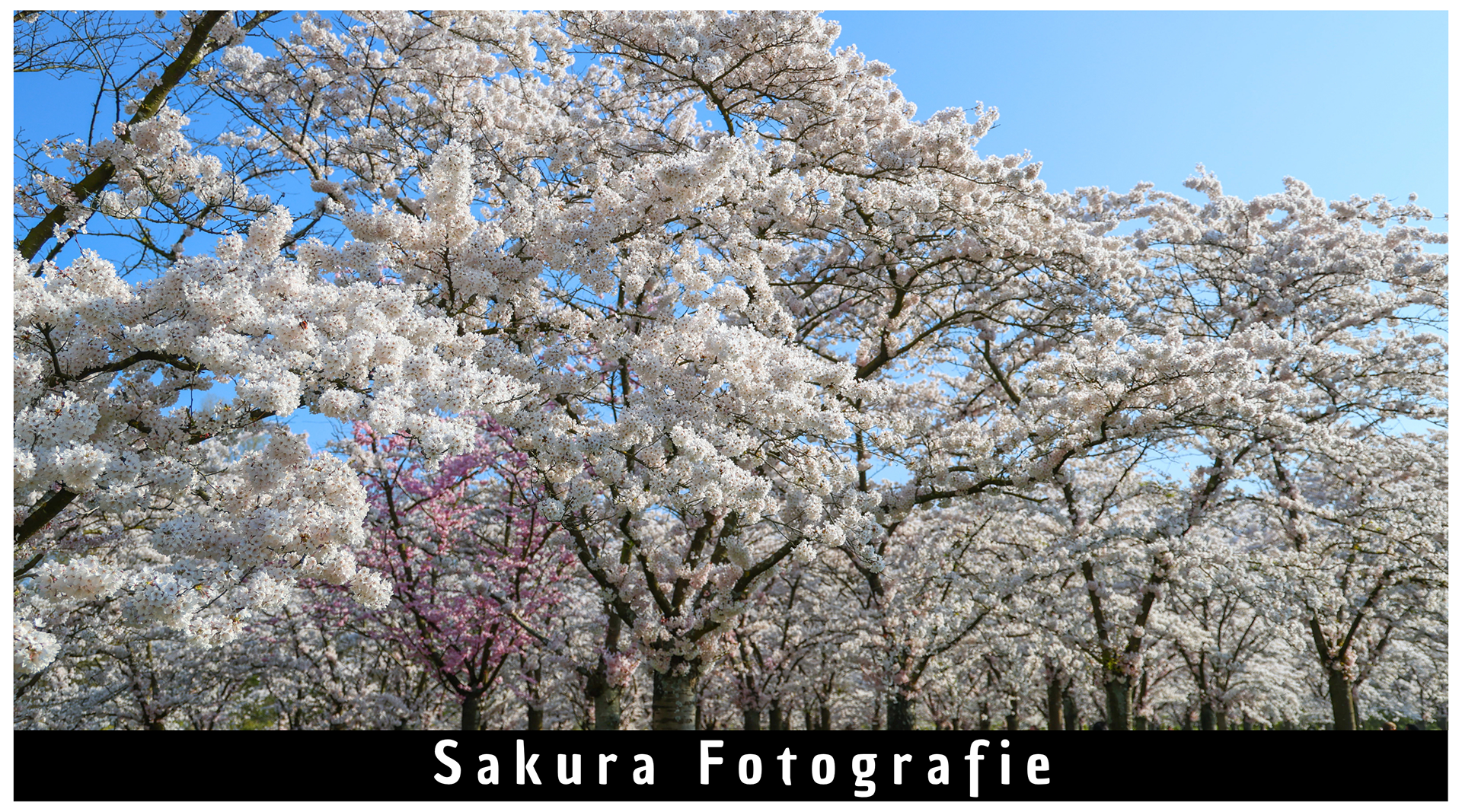 Bekijk de collectie sakura fotografie van Yoran Rutjes. Shotsbyrutjes