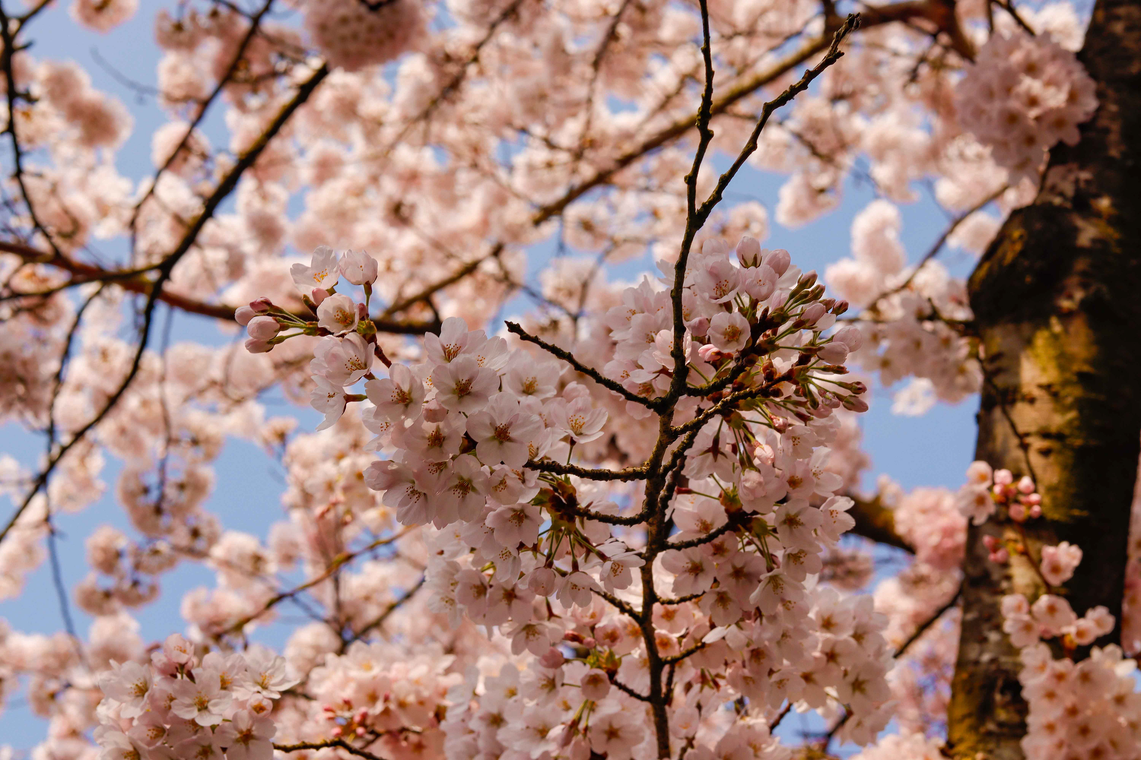 Cherry blossom. (sakura)