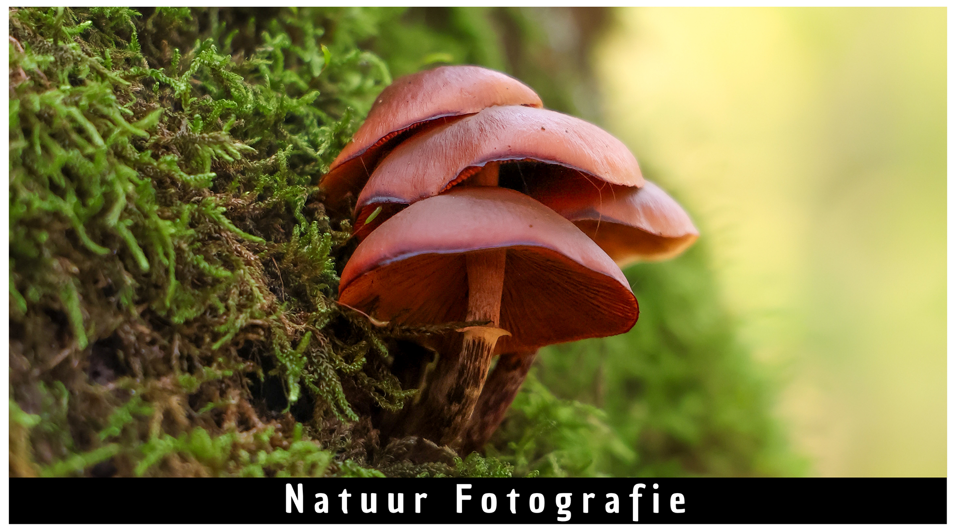 Bekijk de collectie natuur fotografie van Yoran Rutjes. Shotsbyrutjes