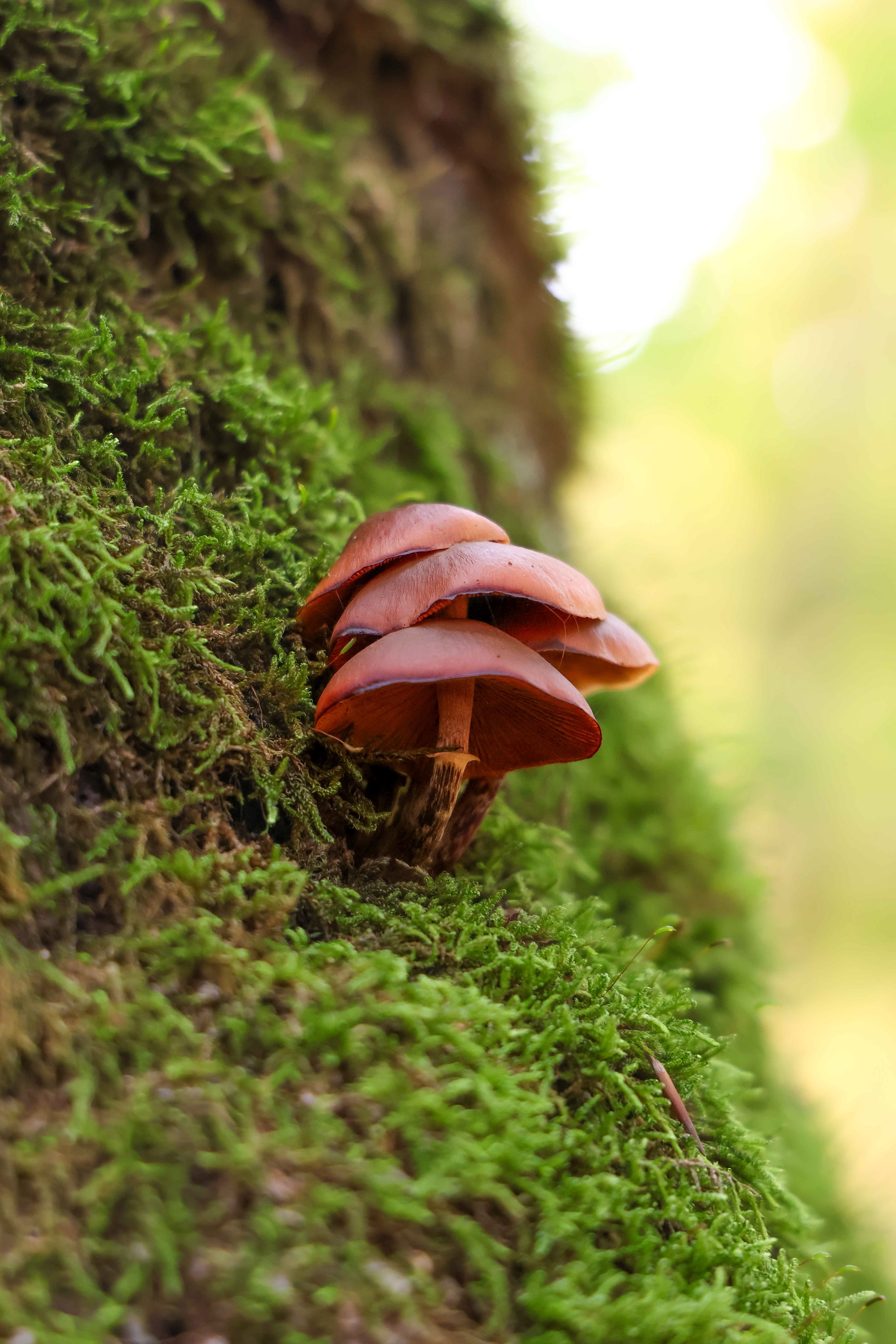 hidden gems of the forest floor