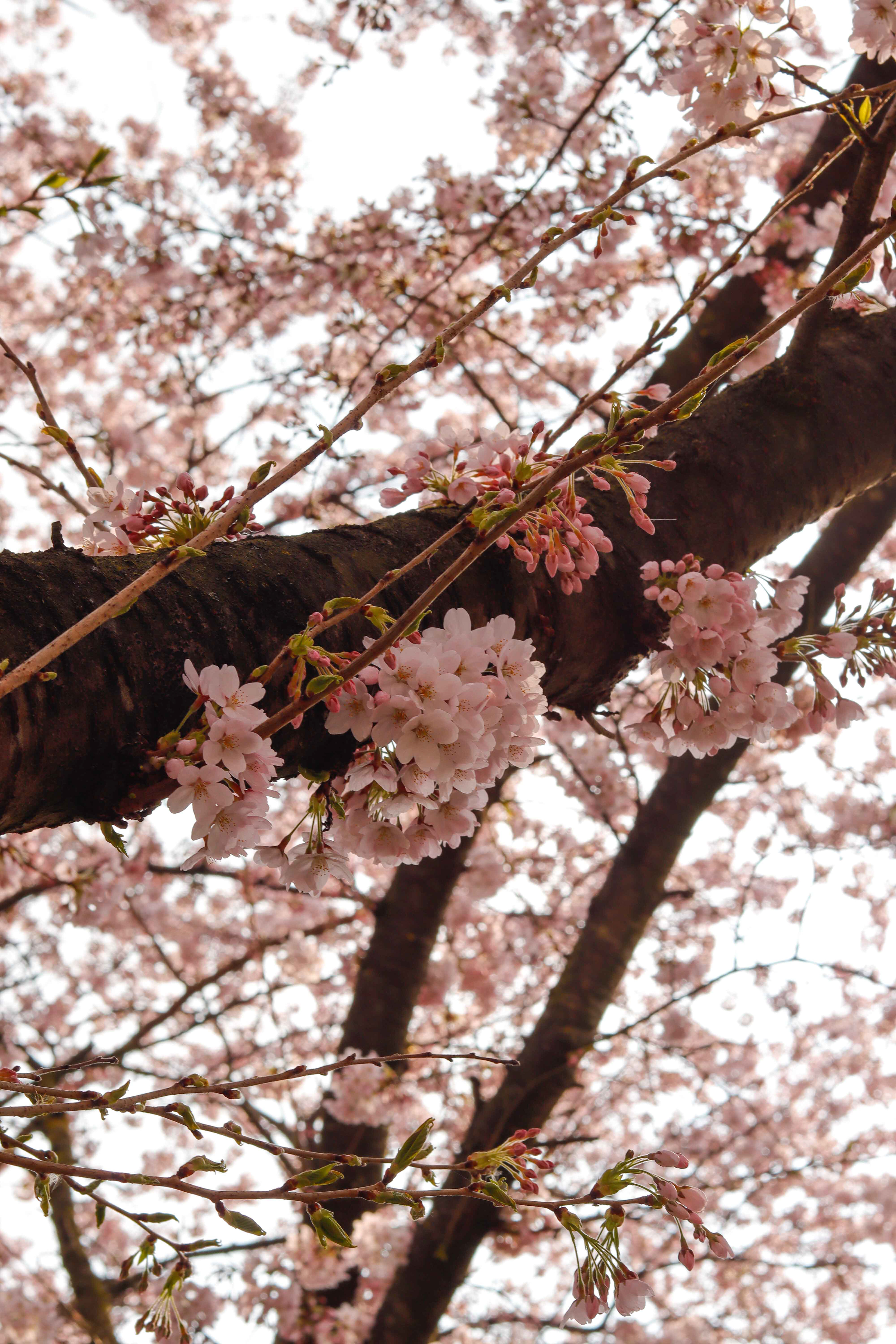 Cherry blossom. (sakura)