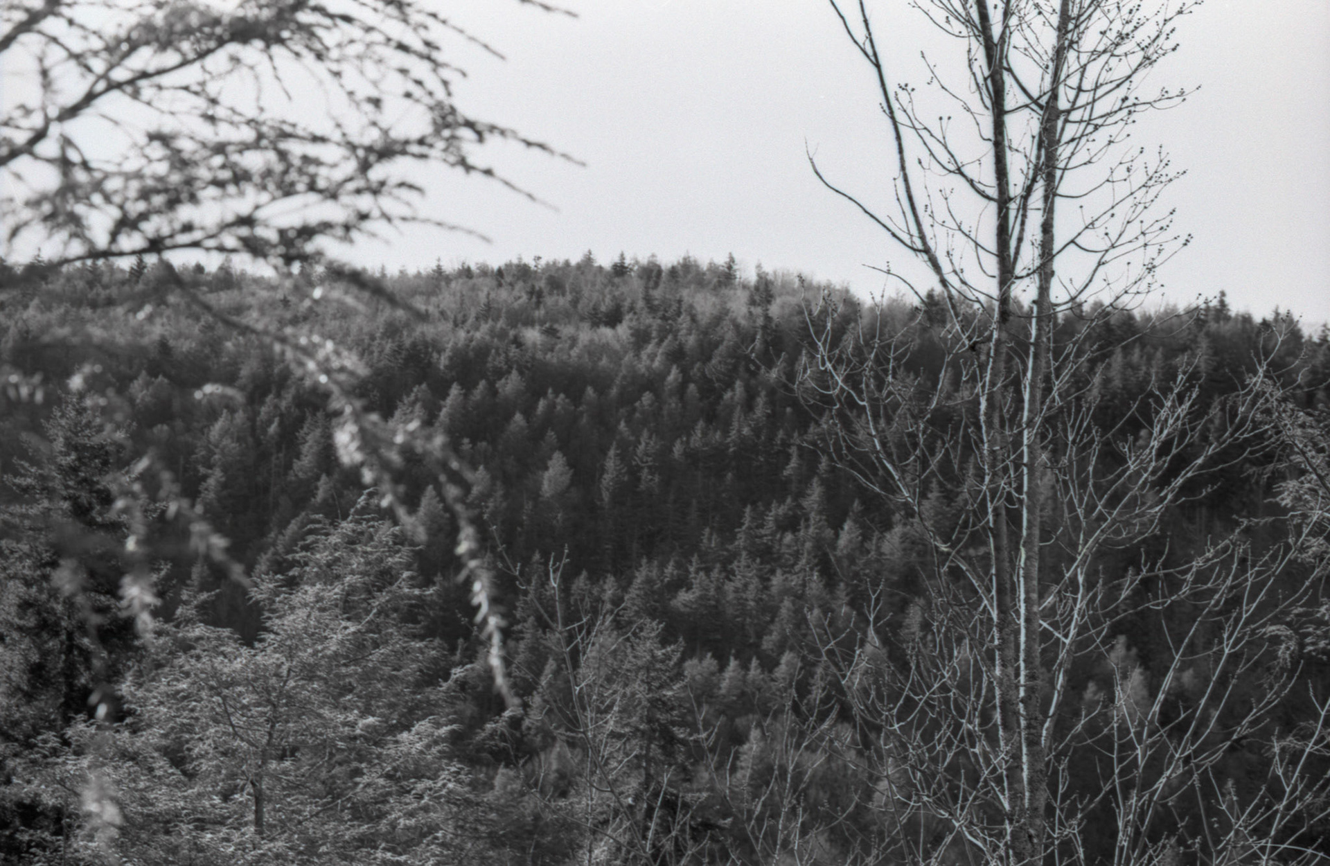 © 2022 addy4all. All rights reserved.  FPP Dracula 64 ISO, HC-110 Dilution B 8min