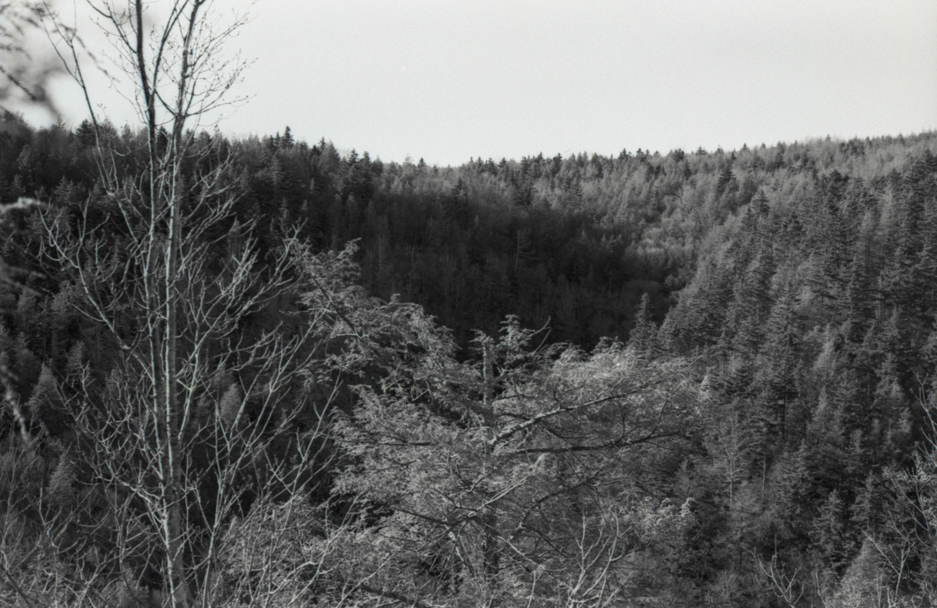 © 2022 addy4all. All rights reserved.  FPP Dracula 64 ISO, HC-110 Dilution B 8min