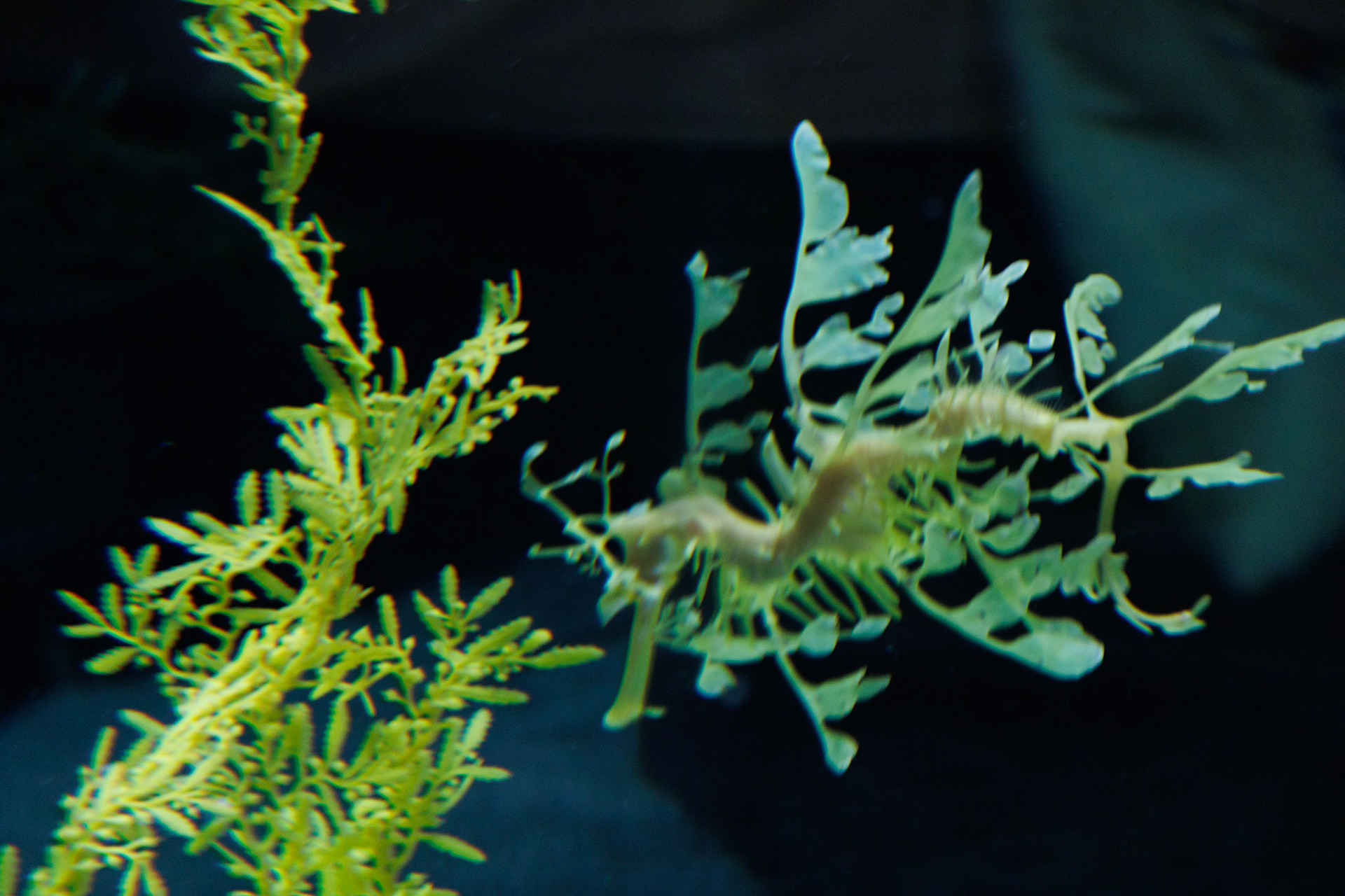 A sea dragon blending in with its surroundings.