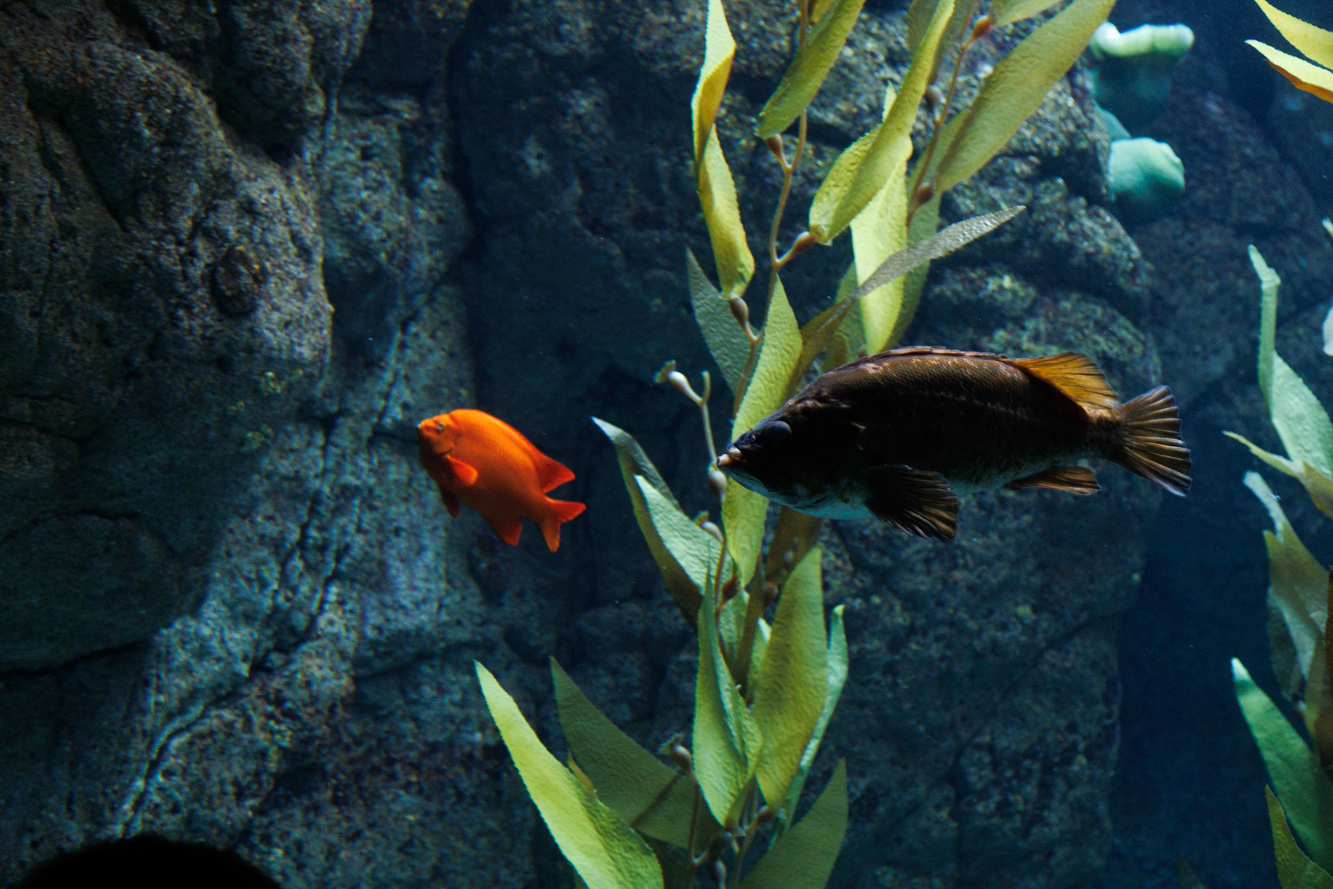 Garibaldi and sheephead a LONG way from home.