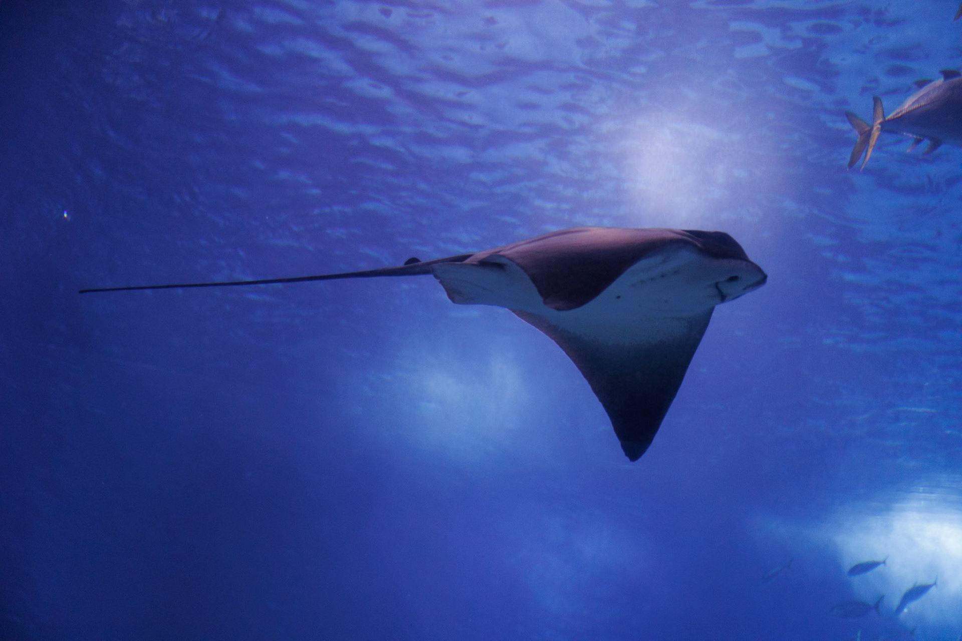 Manta ray hanging out in the water column.