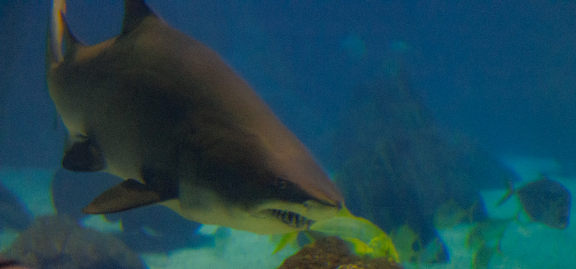 A shark gives us a big toothy grin.