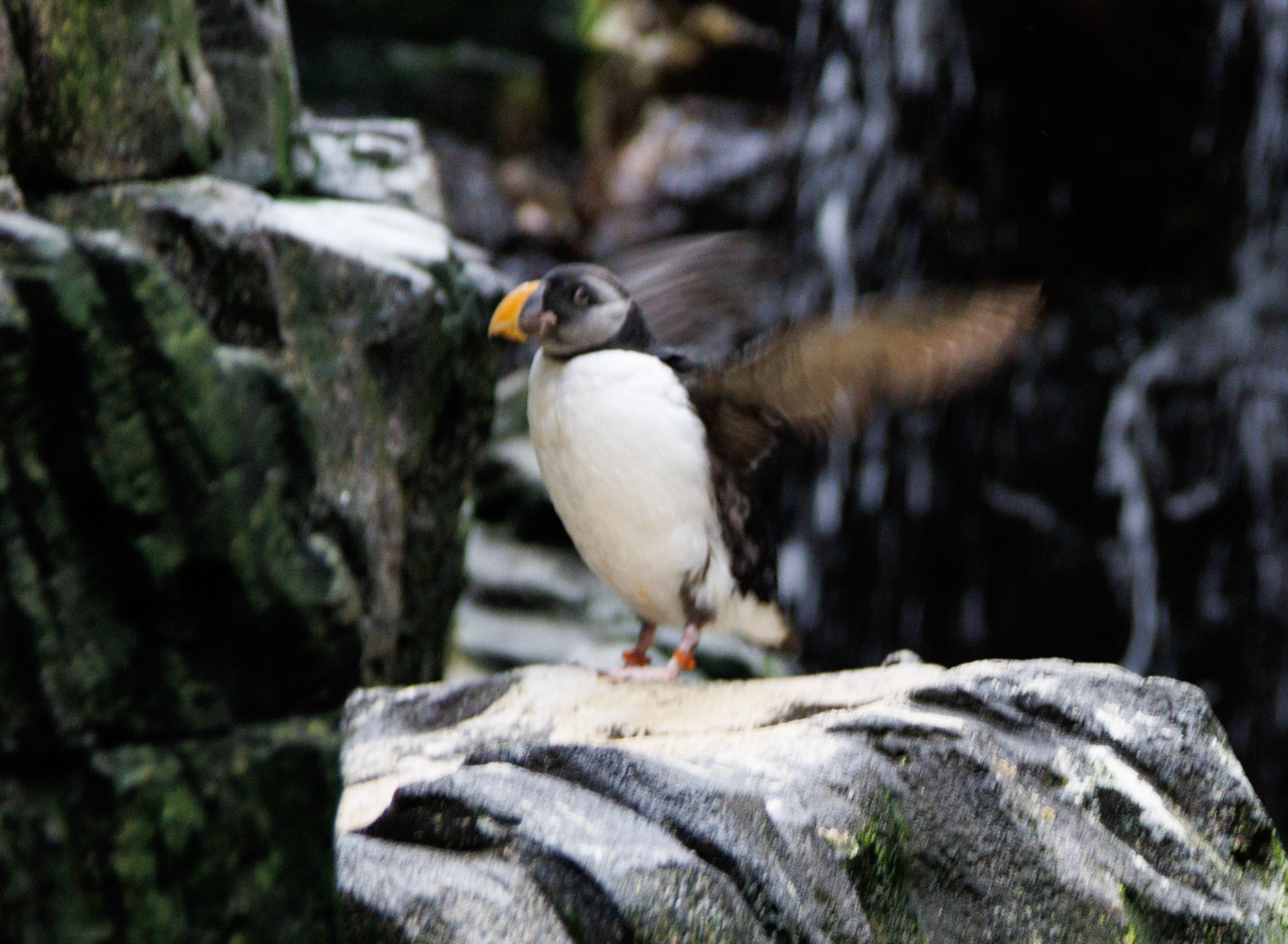 A puffin shows off its complete inability to fly.