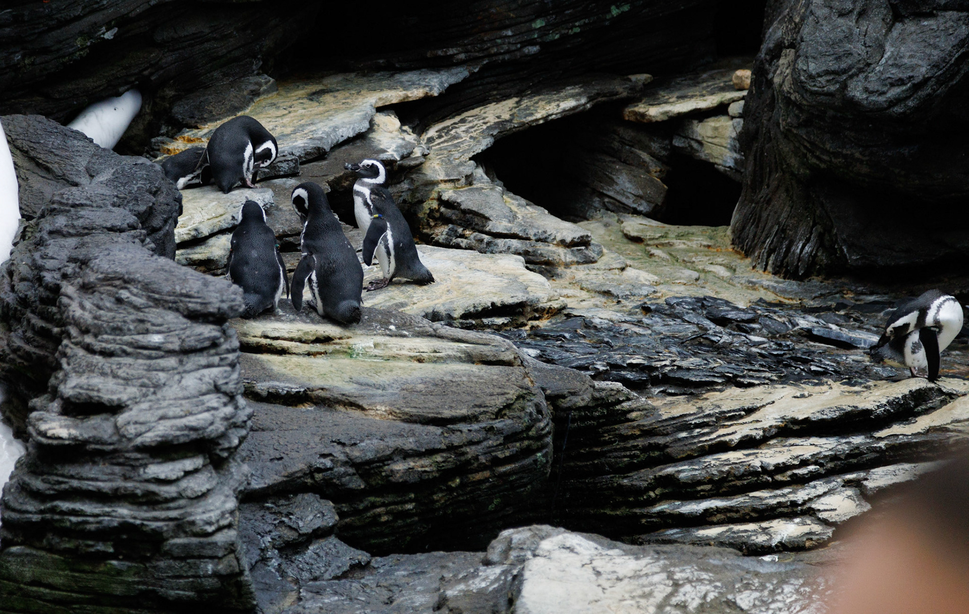 Penguins being derps.