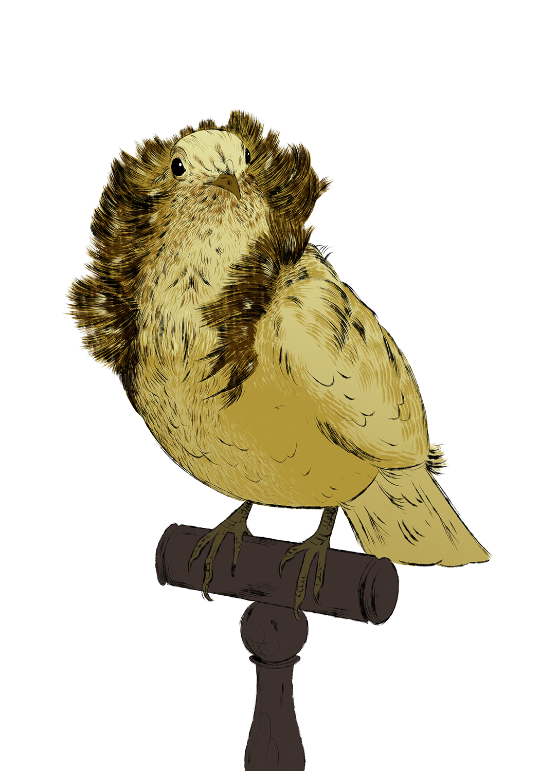 illustration pigeon nonnain sur son perchoir