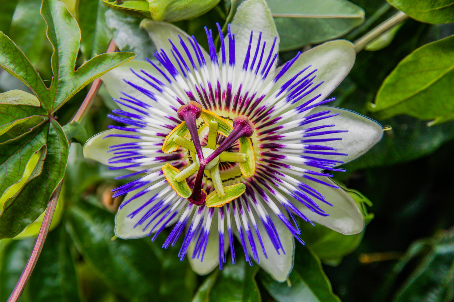 Bluecrown Passionflower