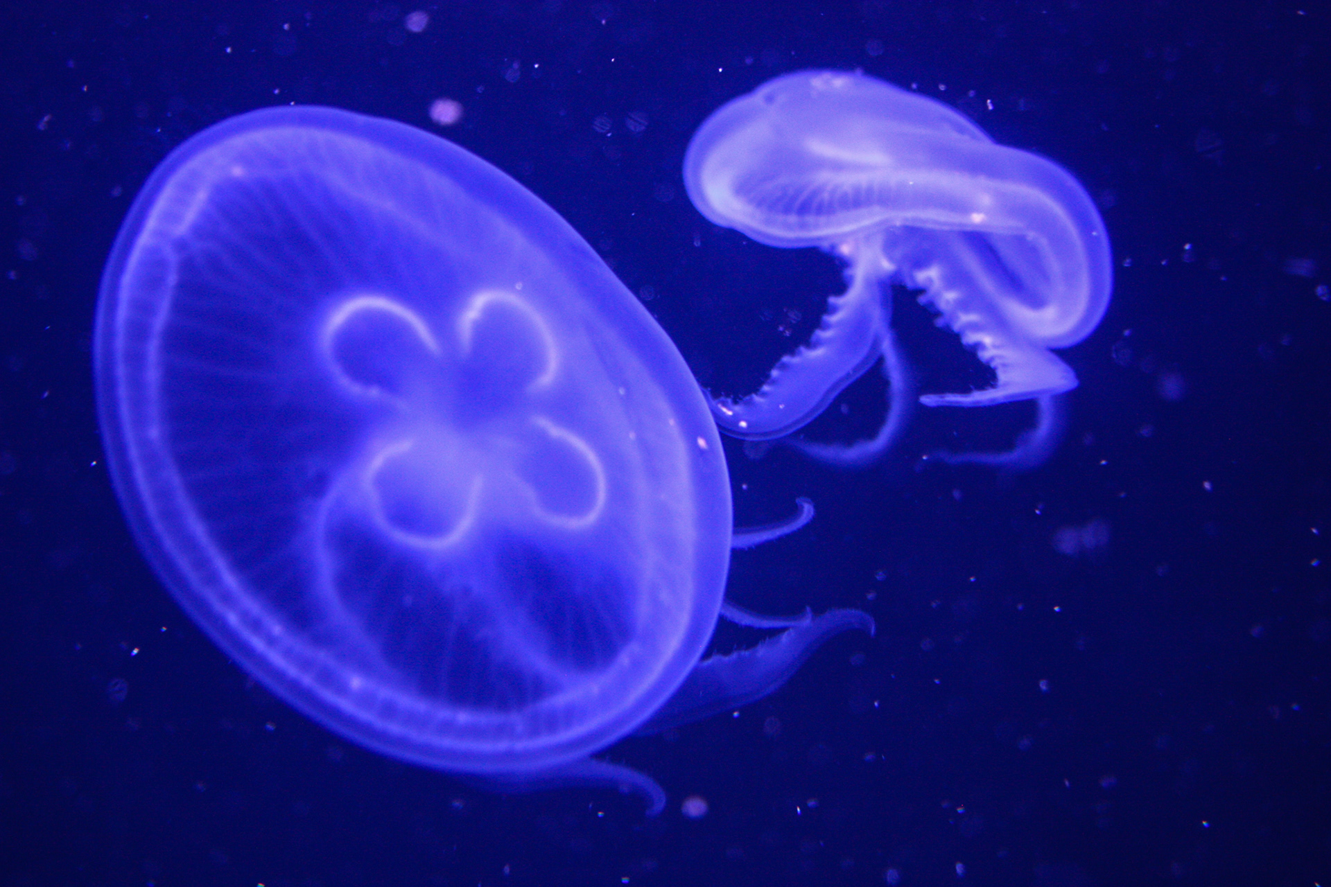 Moon Jellyfish