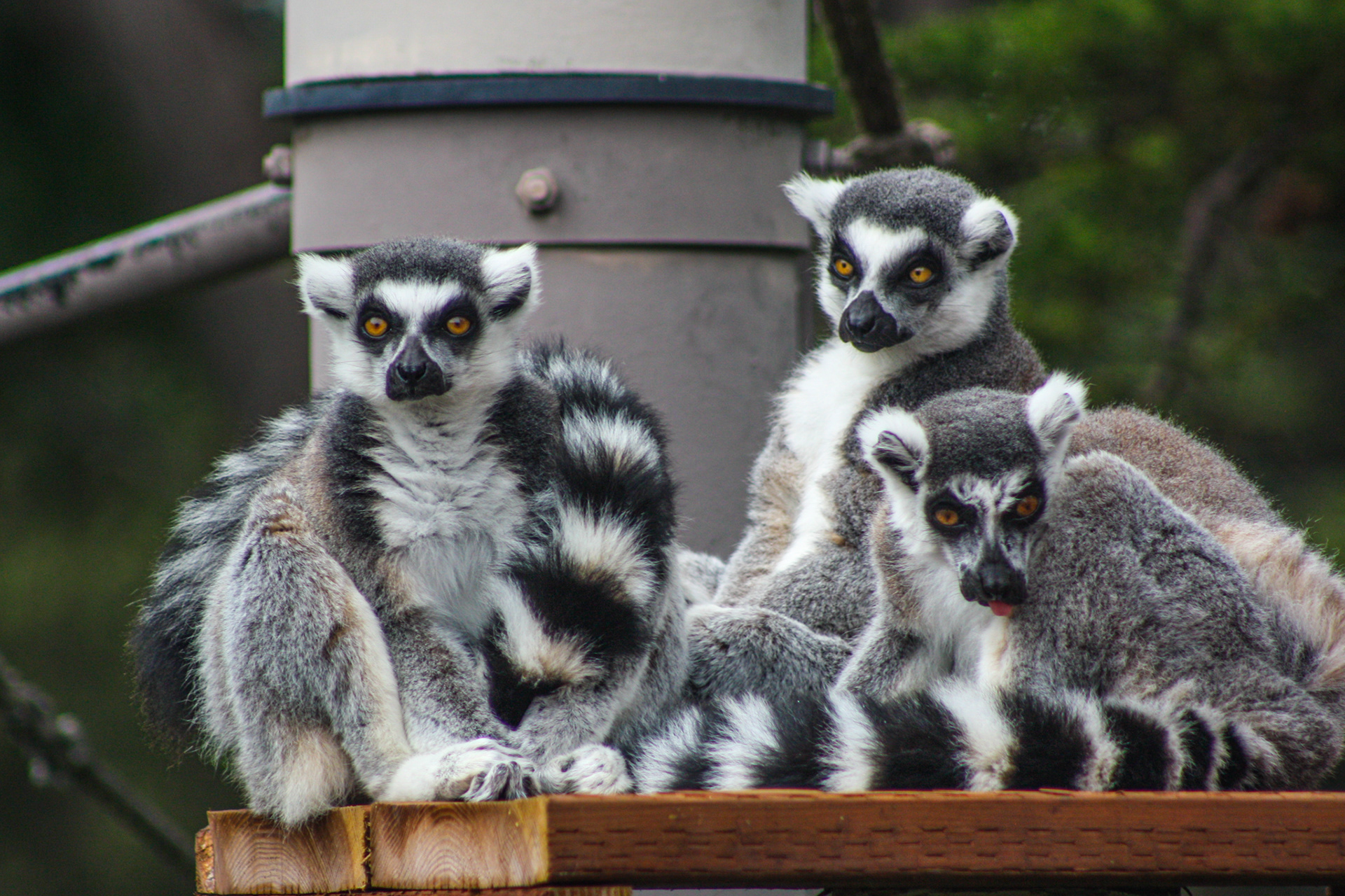 Ring-Tailed Lemurs