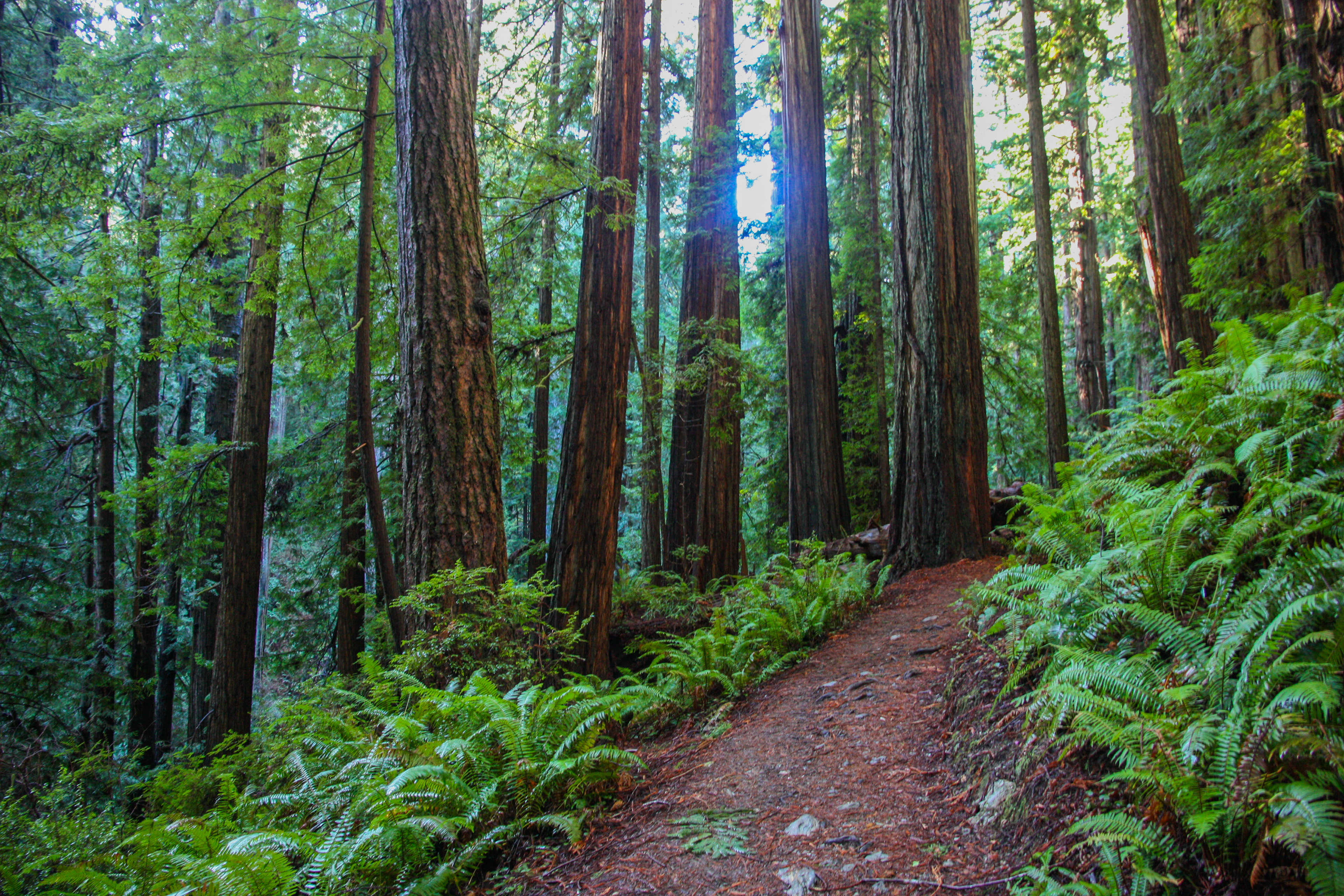 Redwood National Park