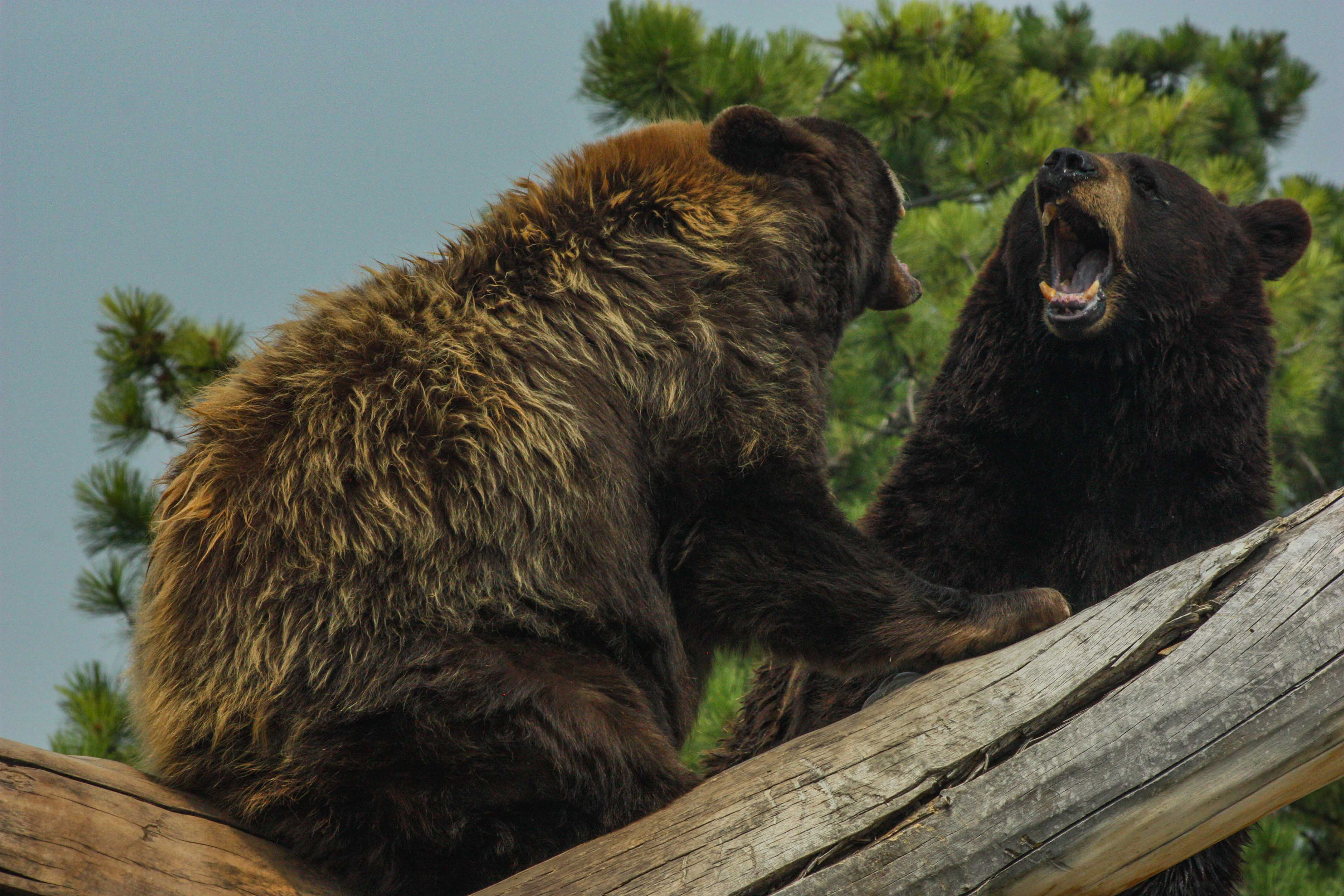 Black Bears