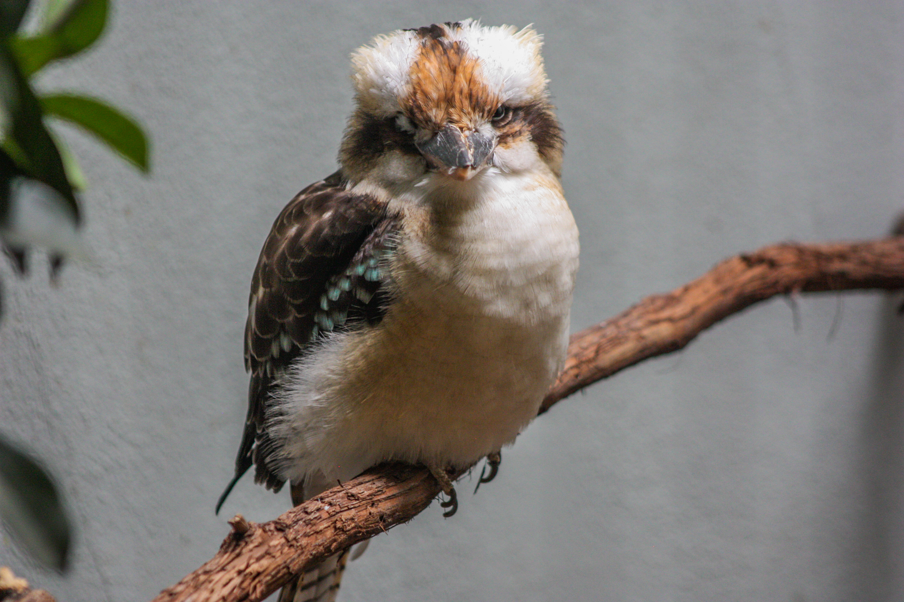 Kookaburra