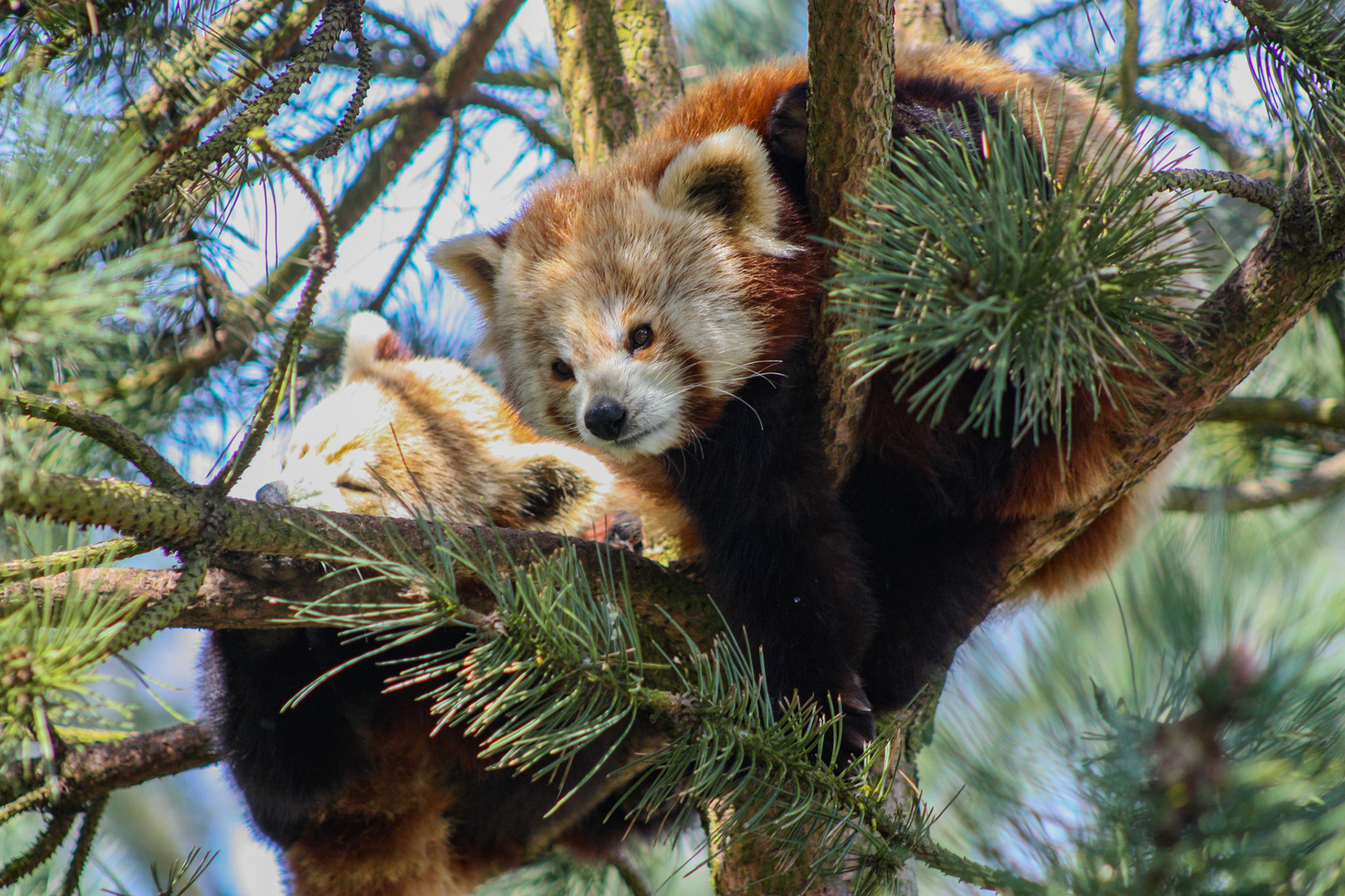 Red Pandas