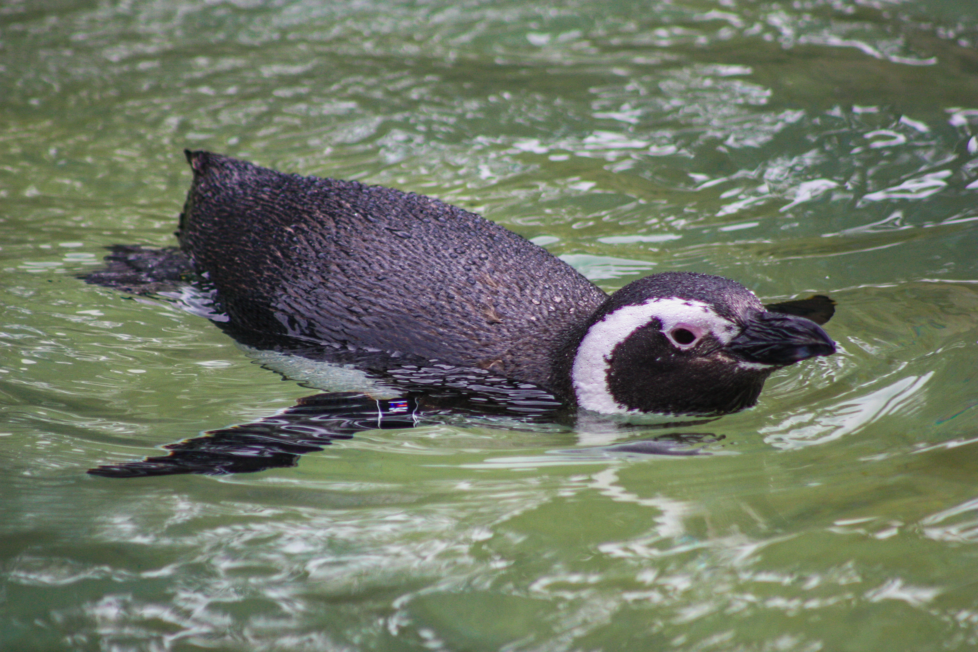 Magellanic Penguin