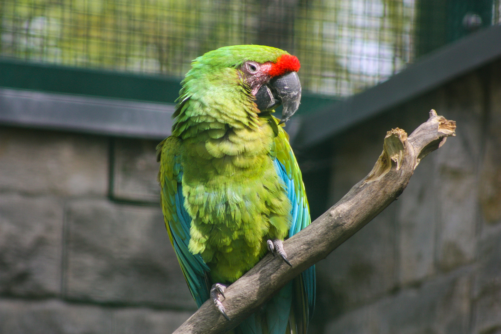 Great Green Macaw