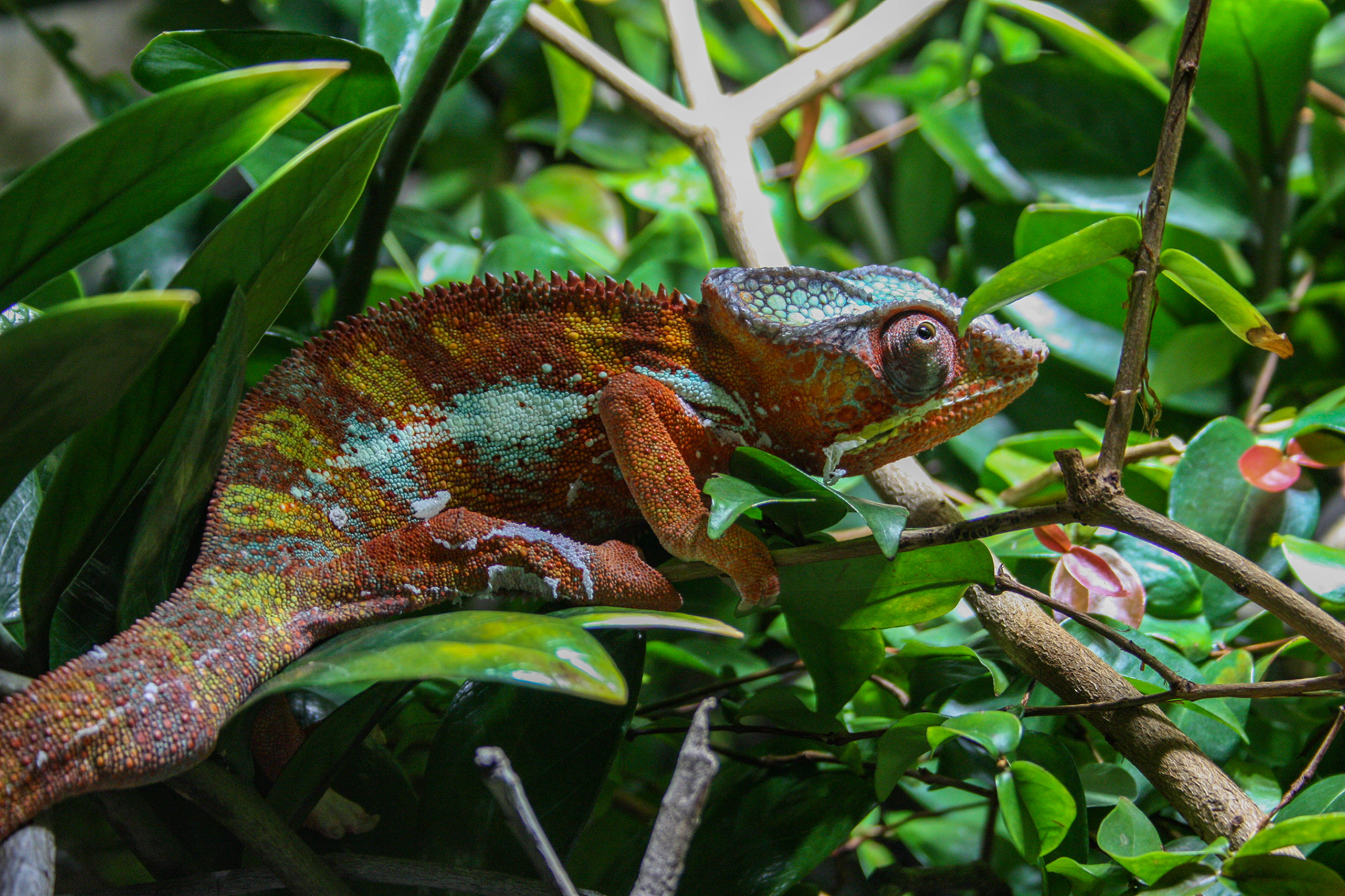 Panther Chameleon