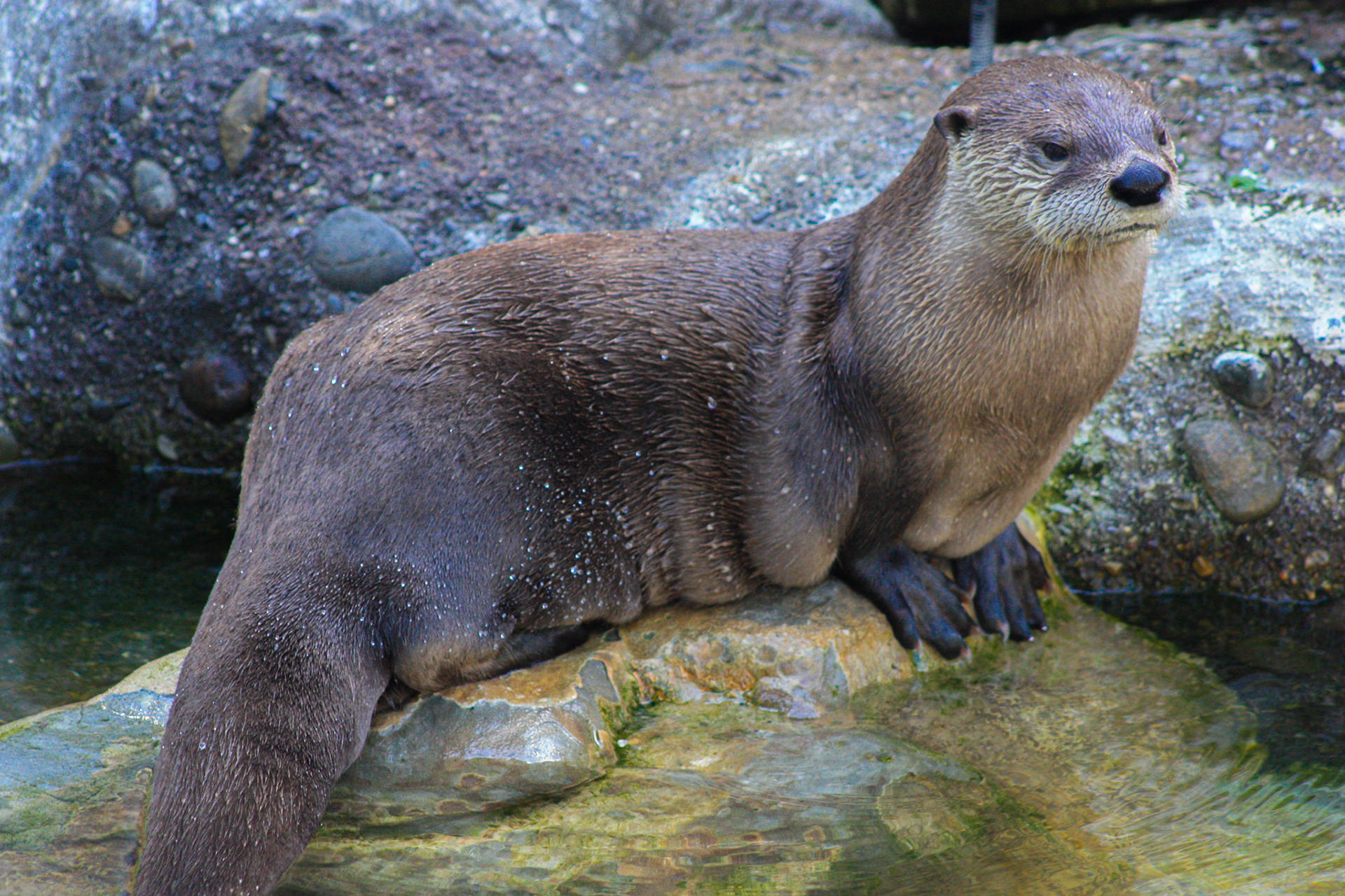 River Otter