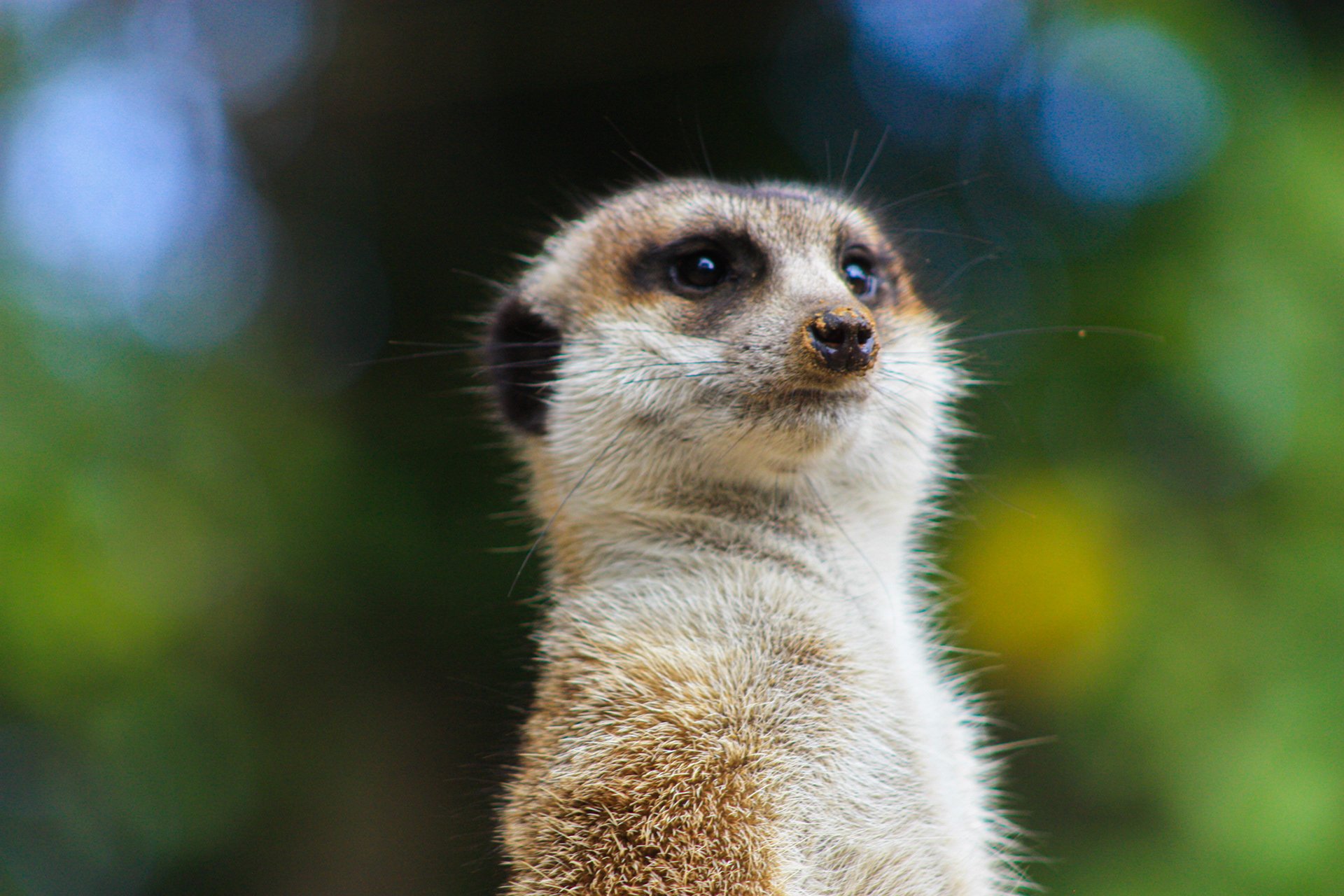 Slender-tailed Meerkat