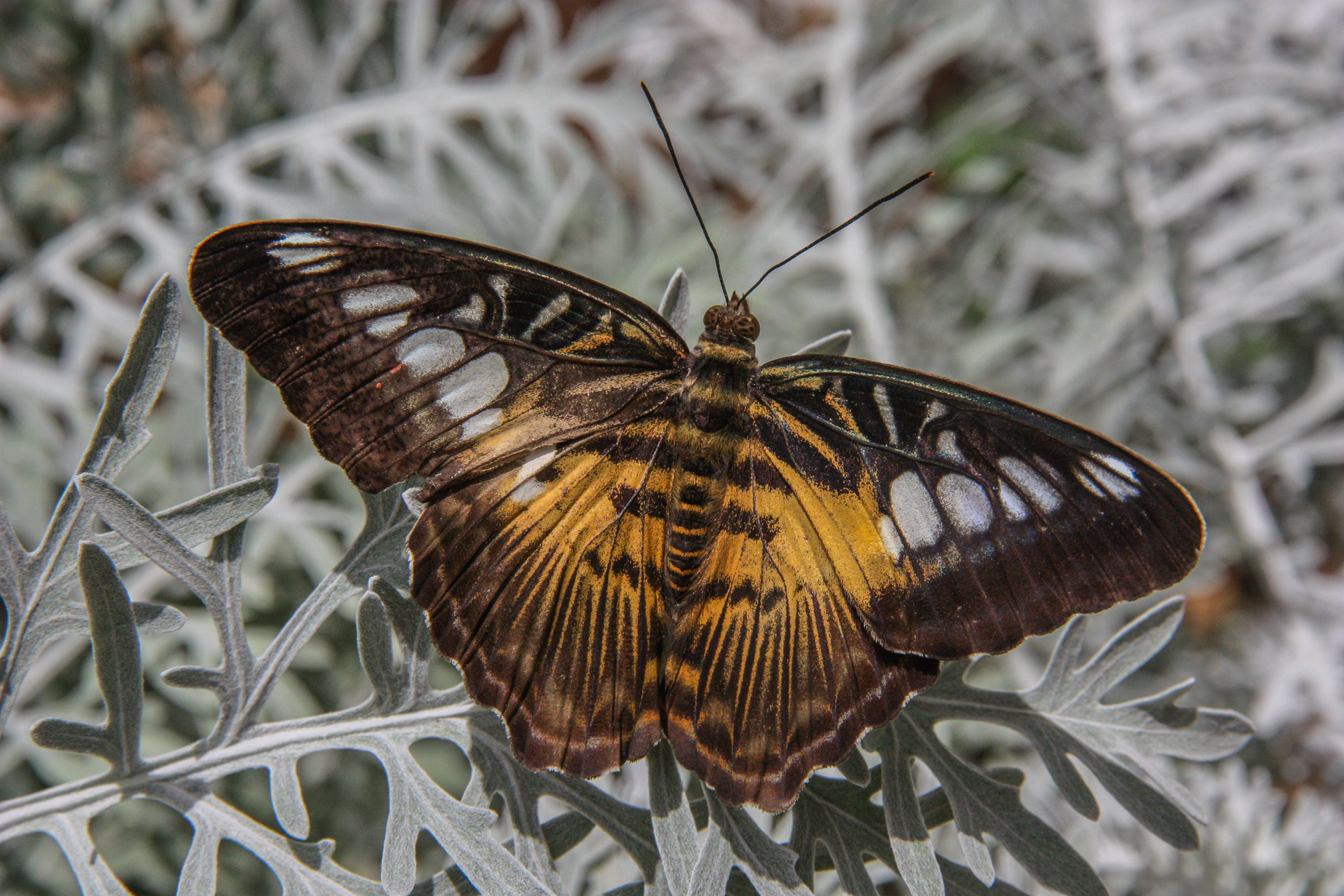 Clipper Butterfly