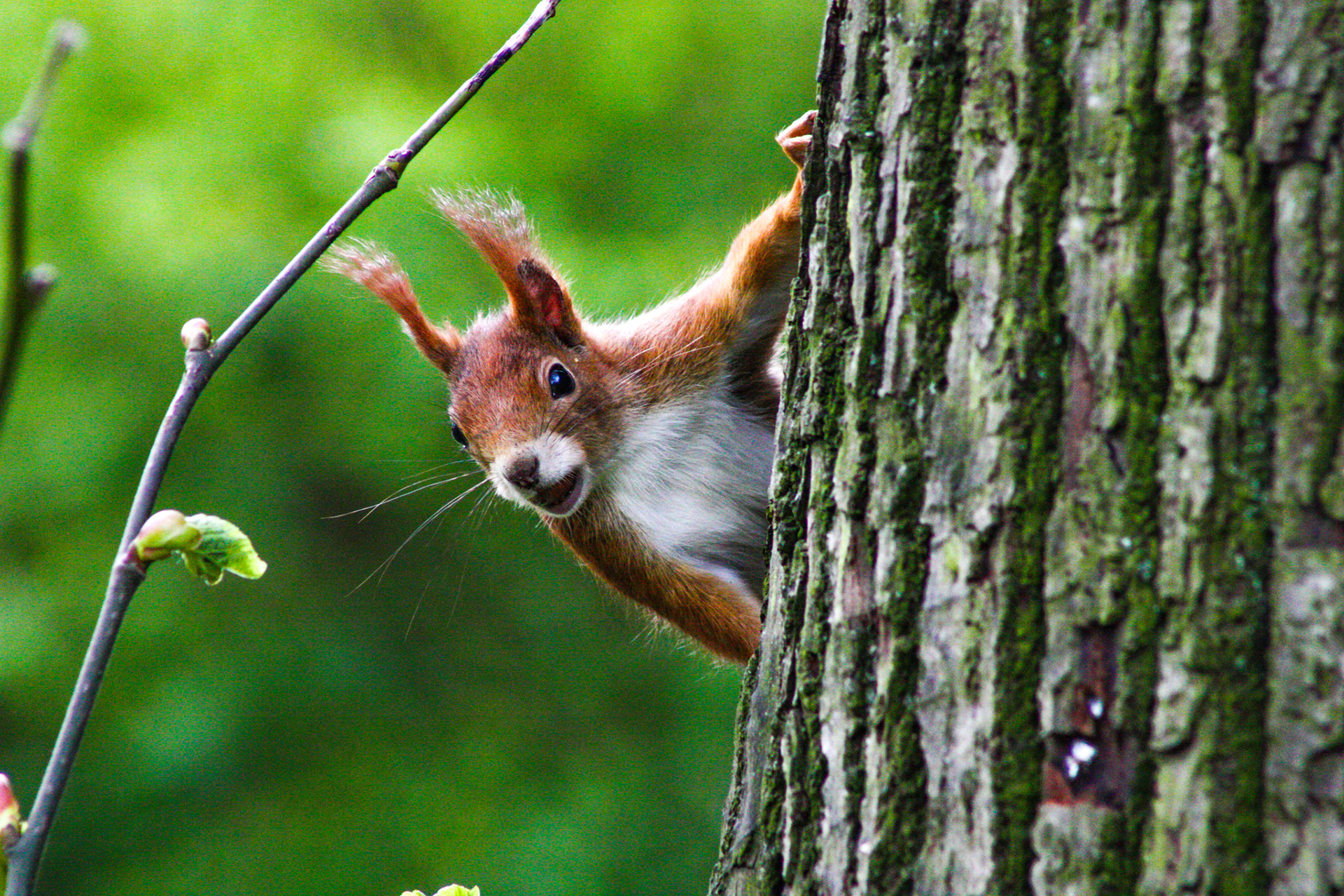 Eurasian Red Squirrel