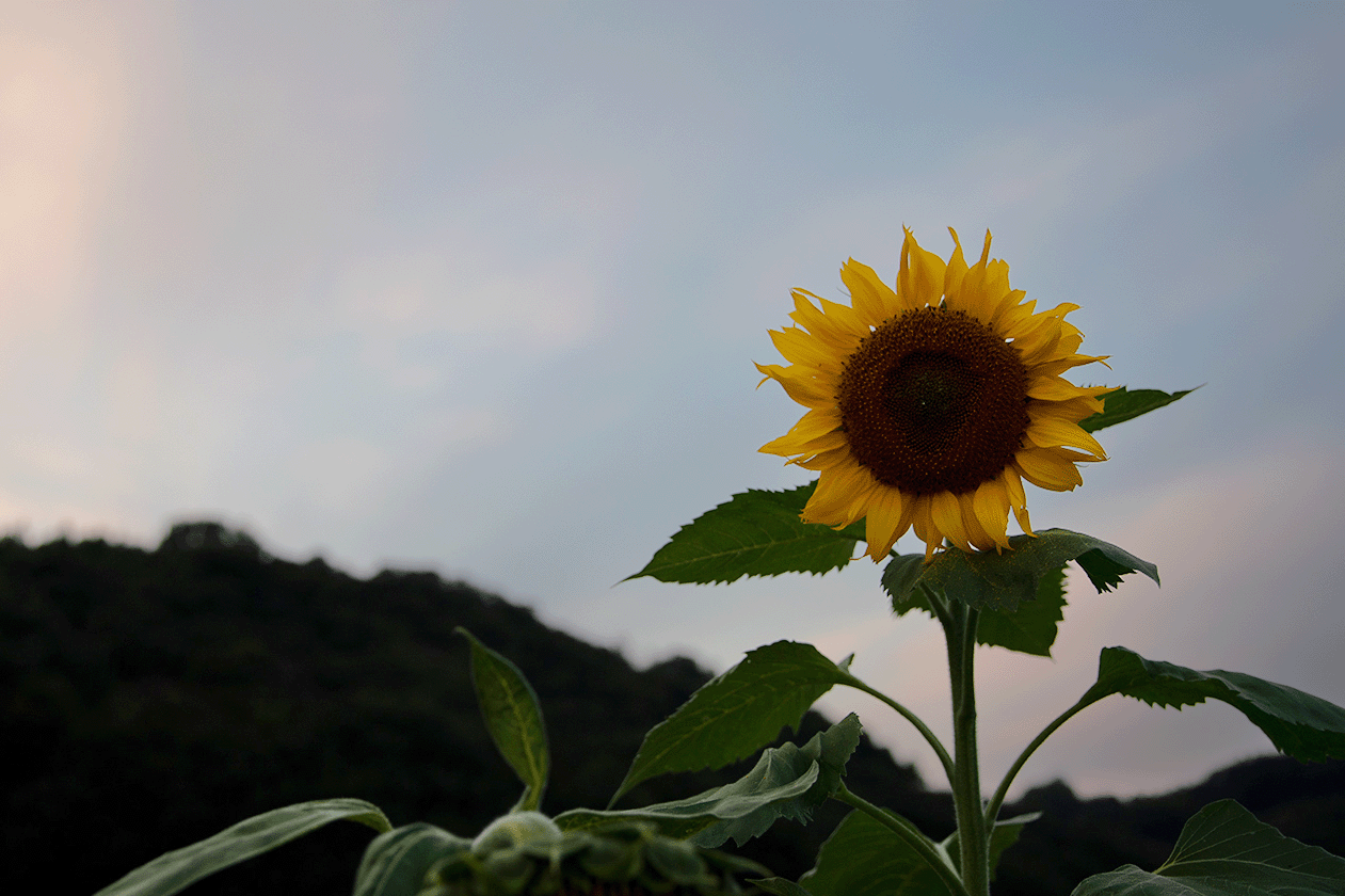ことはじめドリル PHOTOSHOP 課題4-3