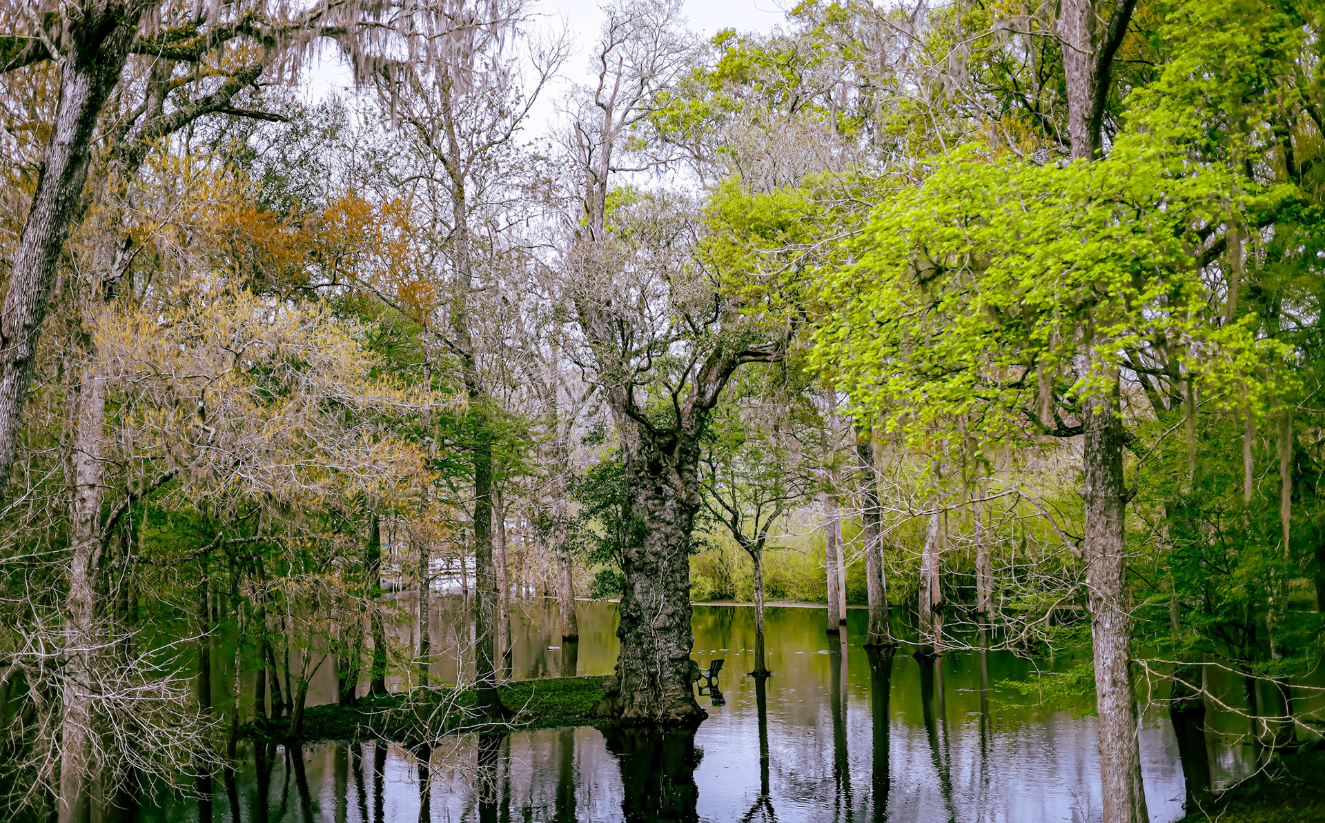 These photos were taken by my wife on a family visit near Ft. White, FL. The two pictures were merged into a wide shot of an old tree.