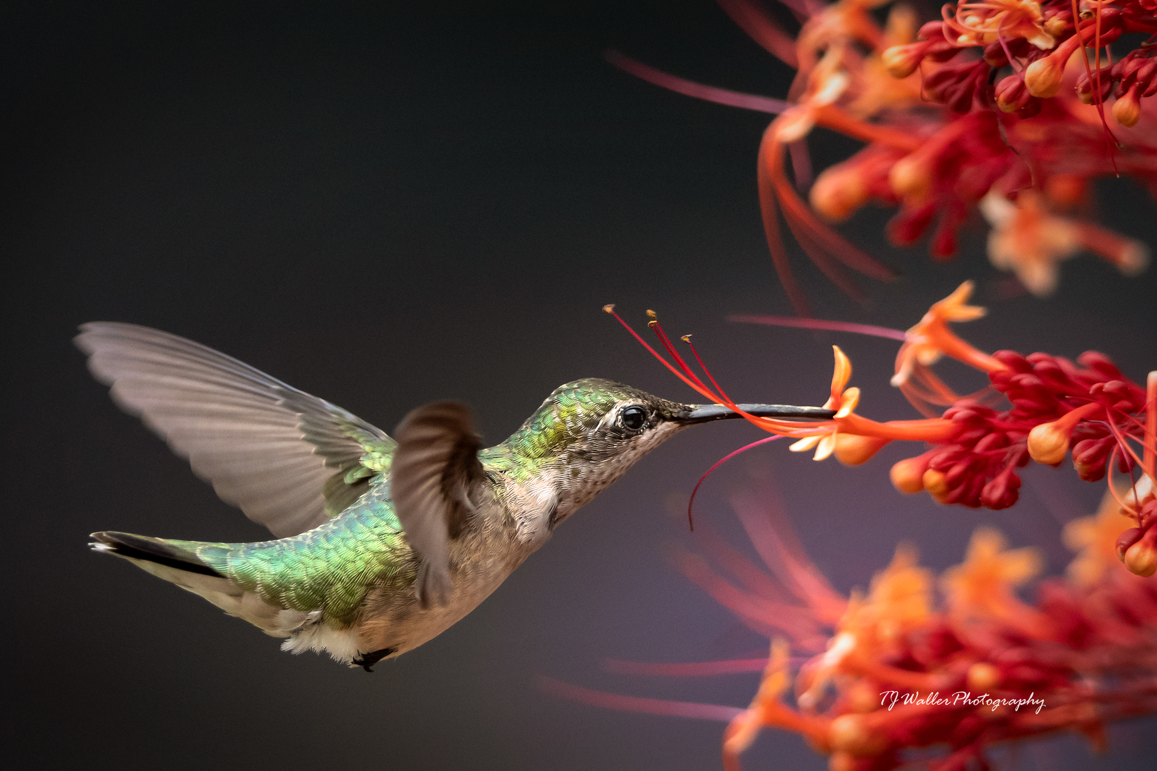 photography lessons, photography classes, photography workshops, learn photography