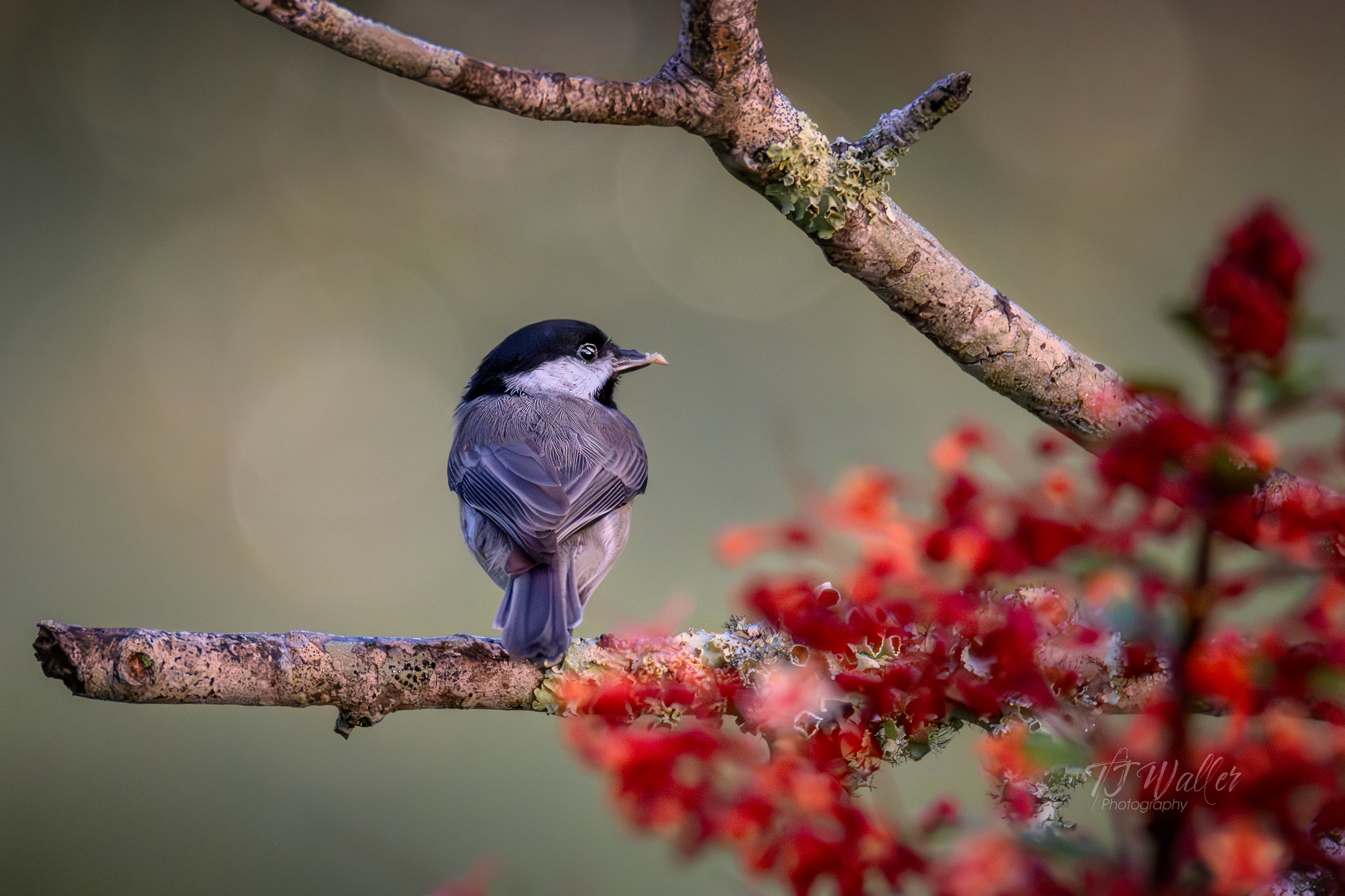 photography lessons, photography classes, photography workshops, learn photography