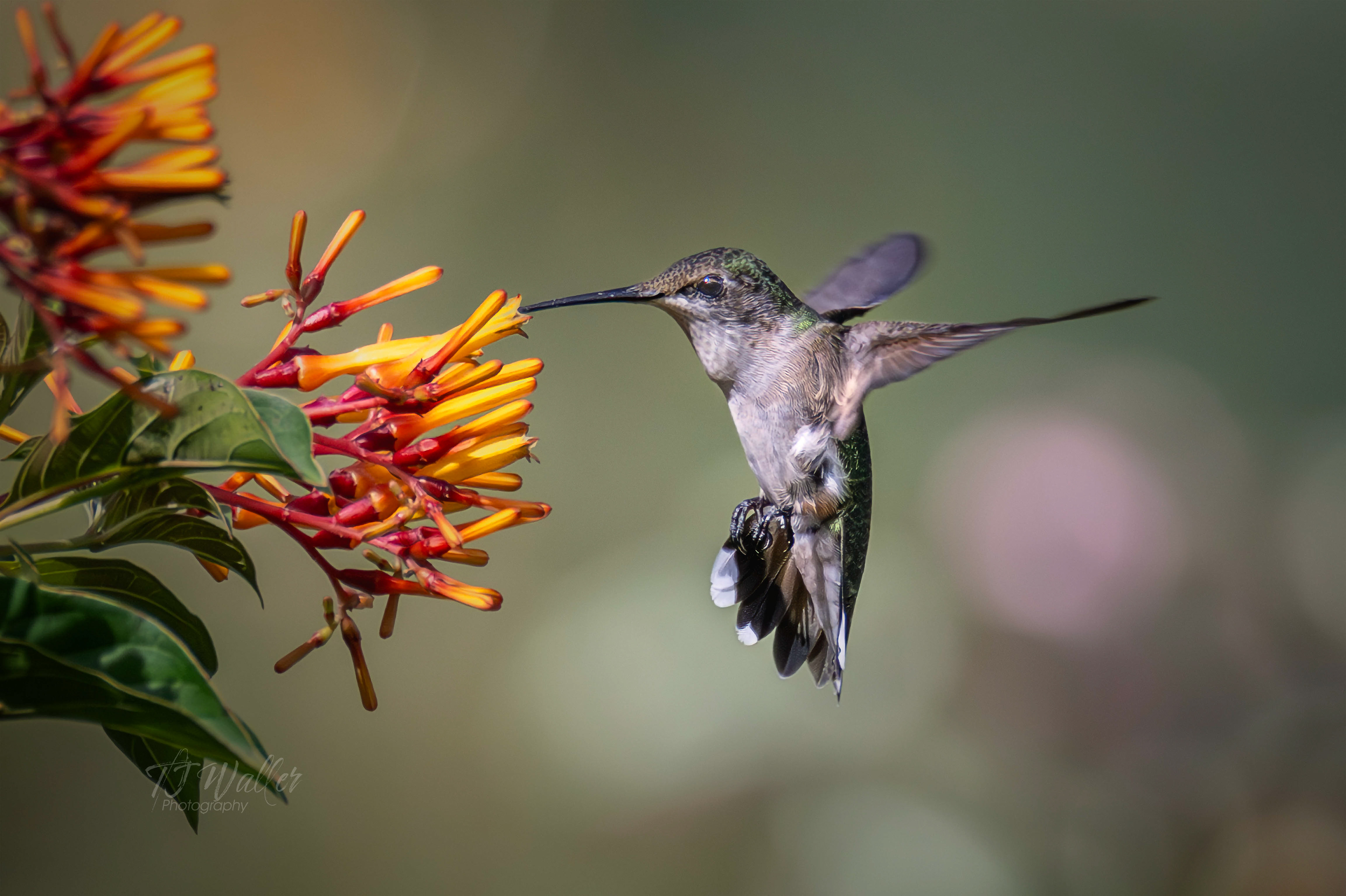 photography lessons, photography classes, photography workshops, learn photography