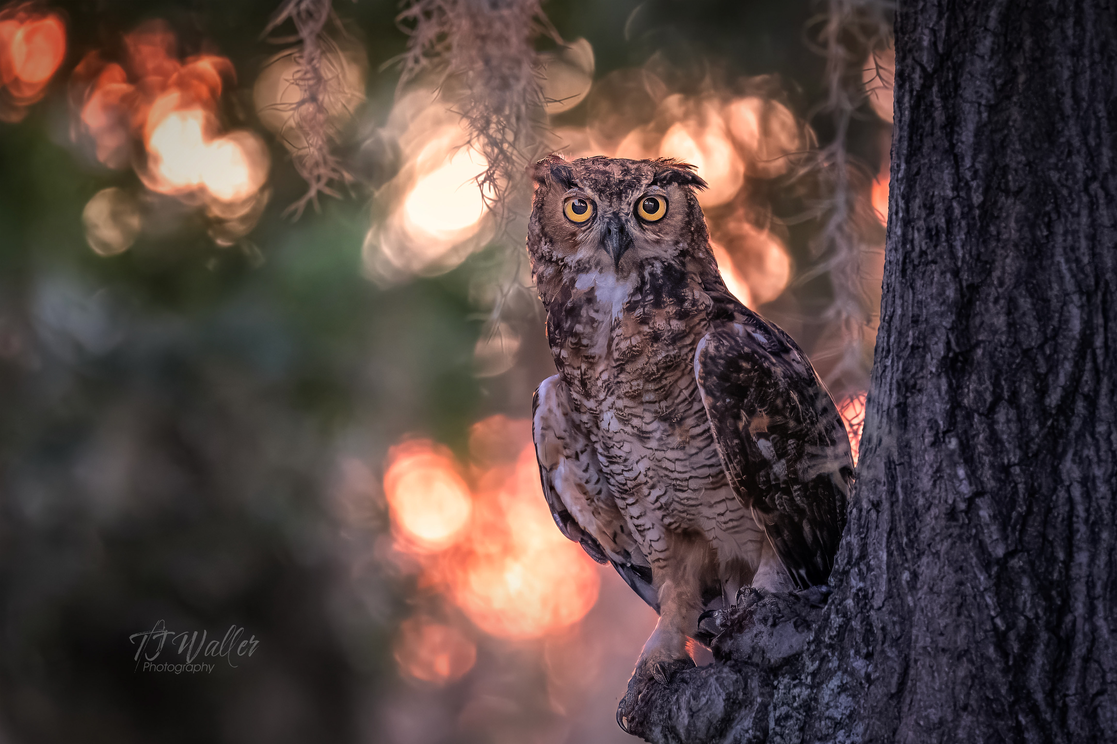 photography lessons, photography classes, photography workshops, learn photography