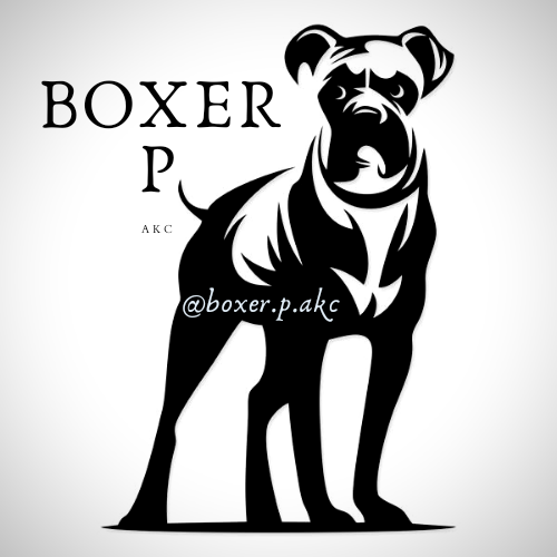 Boxer P