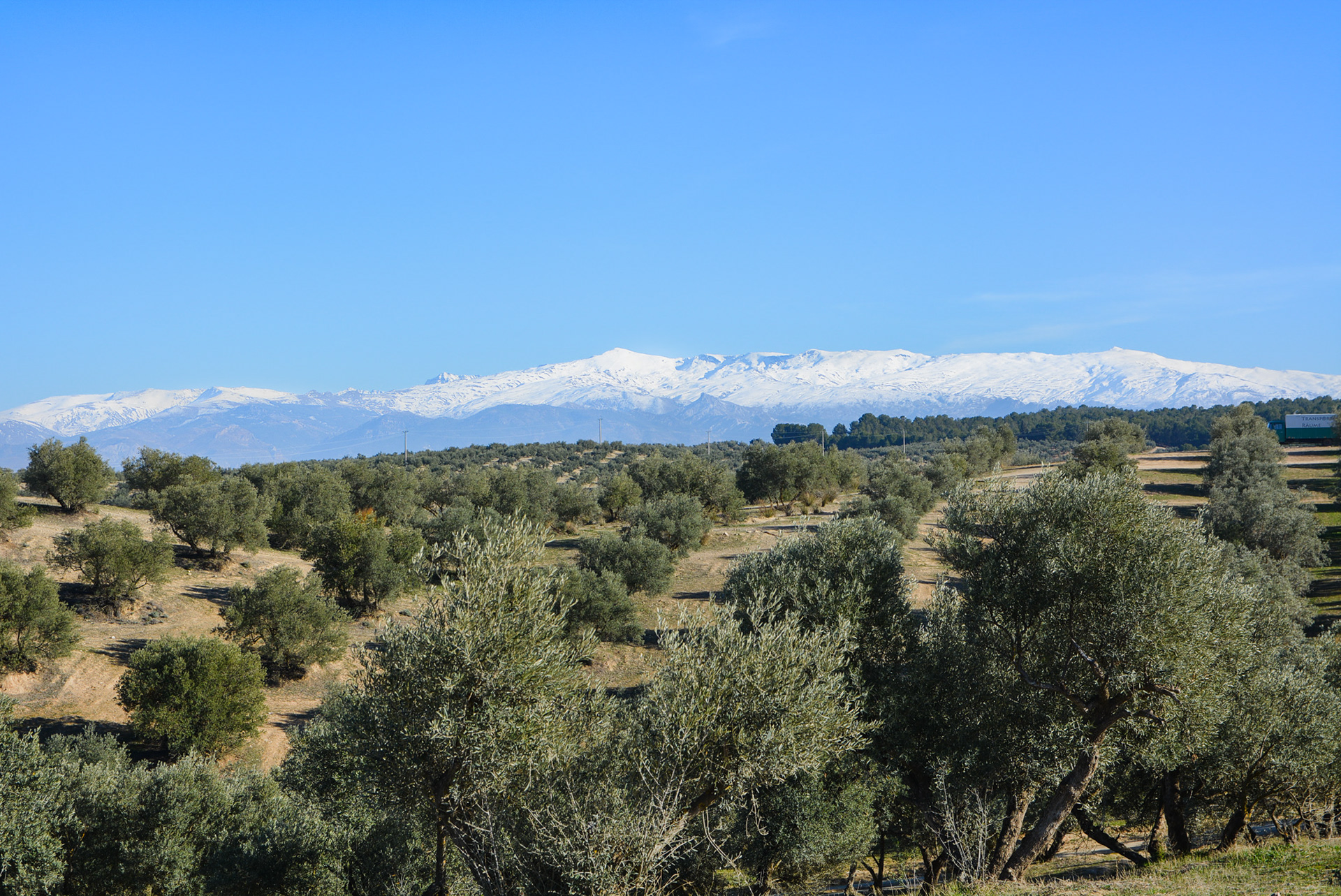 Spanish Fields, 2017