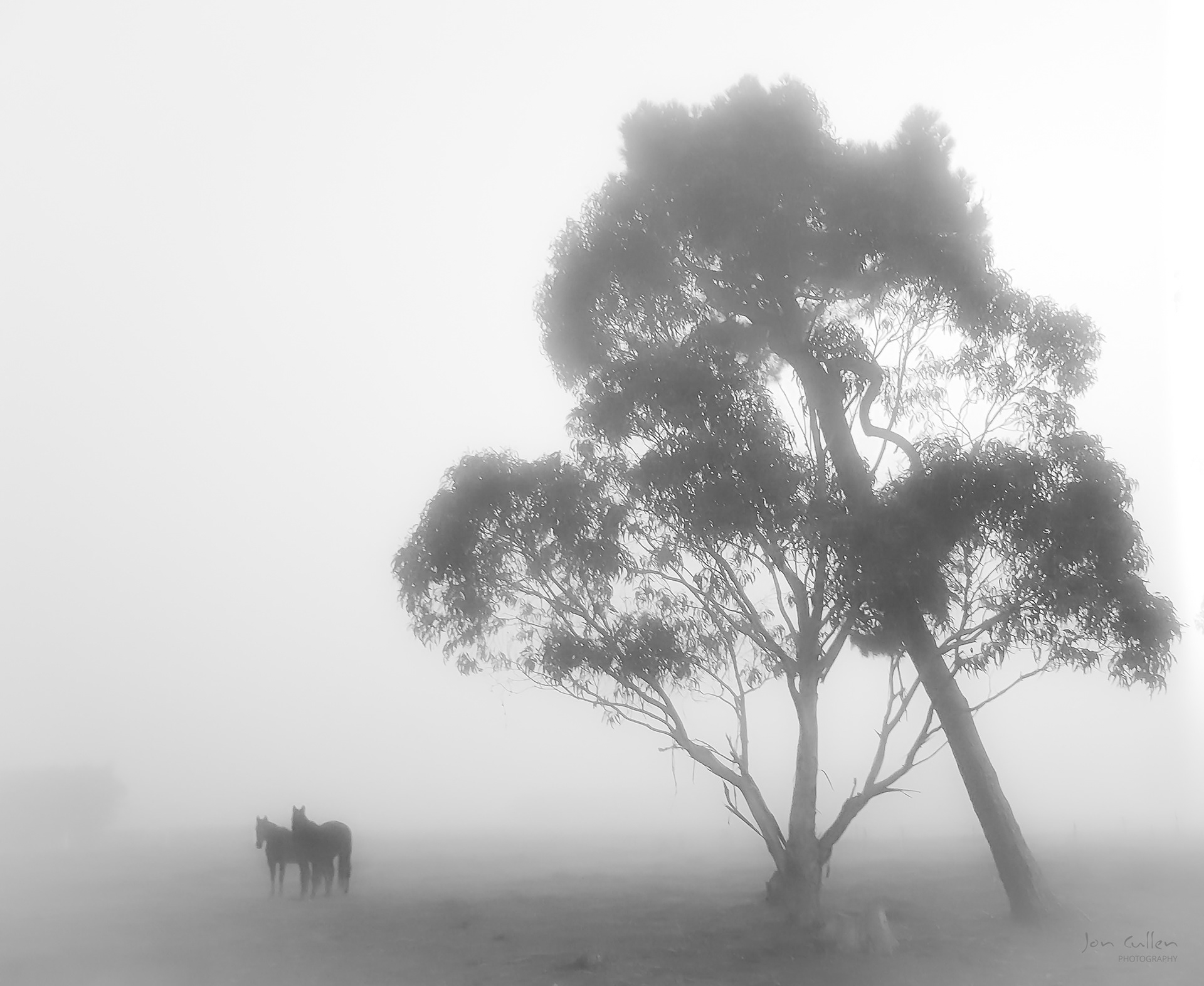 Horsing Around in the Fog