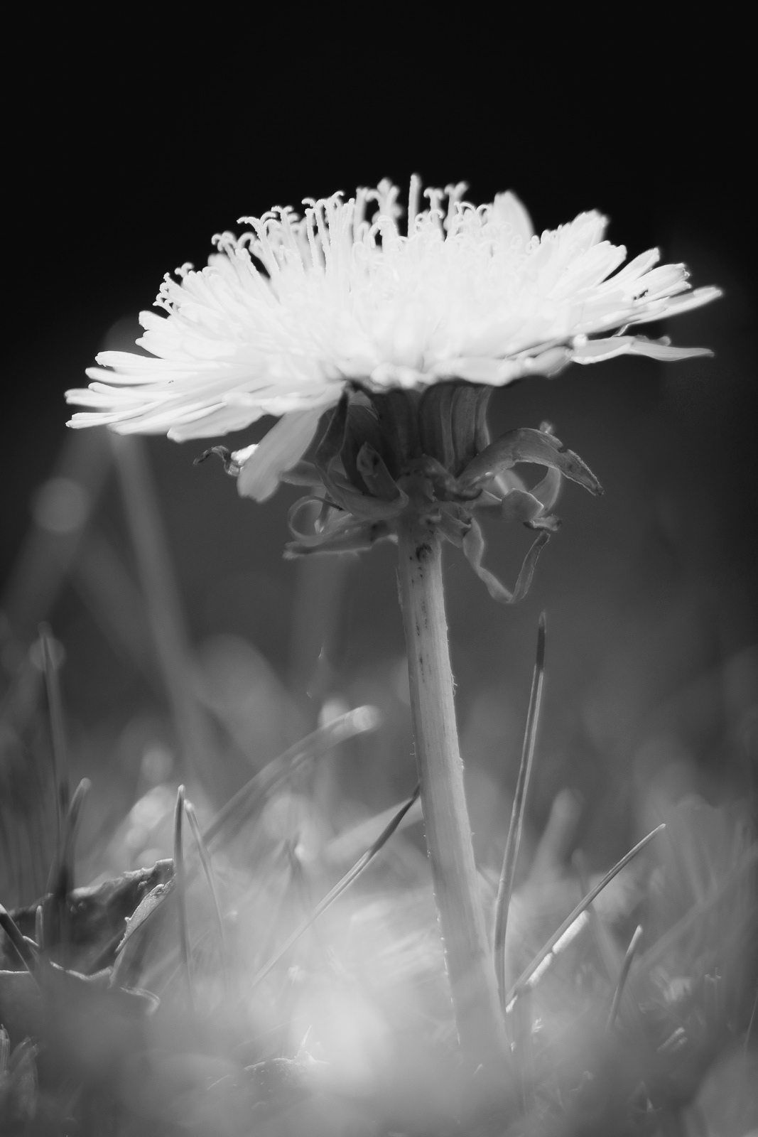 Dandelion
