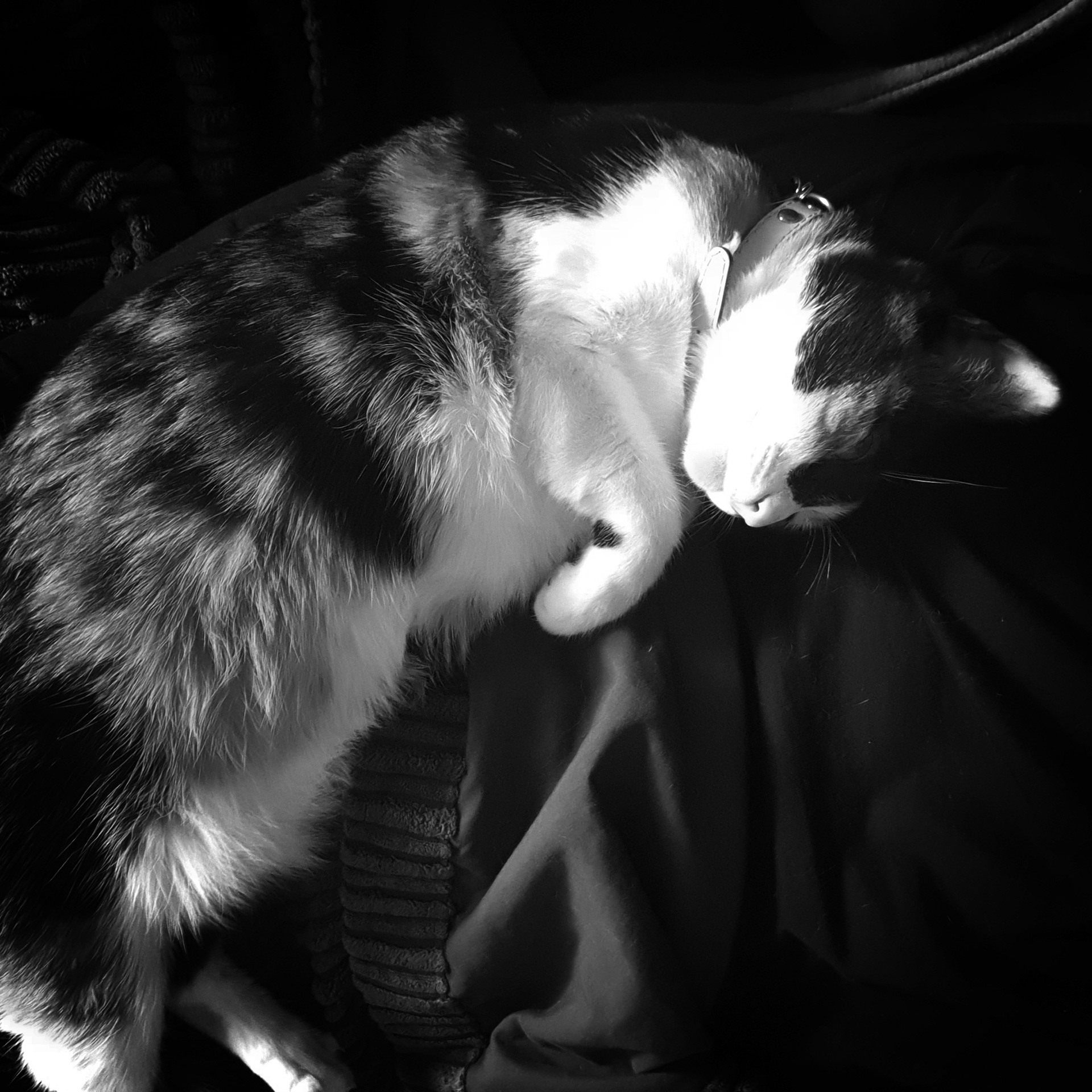 Agatha