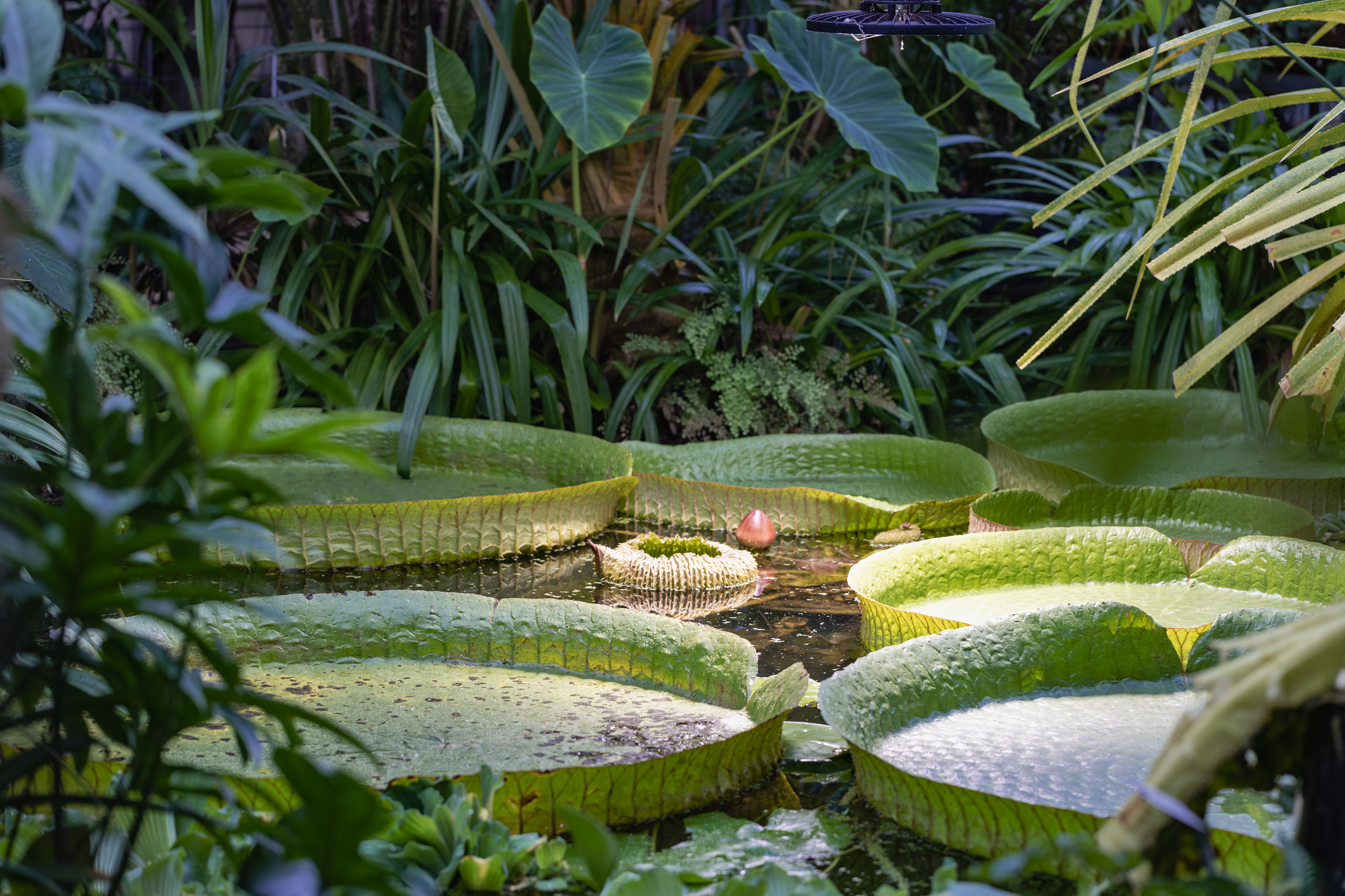 Botanischer Garten Osnabrück Blüte Amazonas Riesenseerose