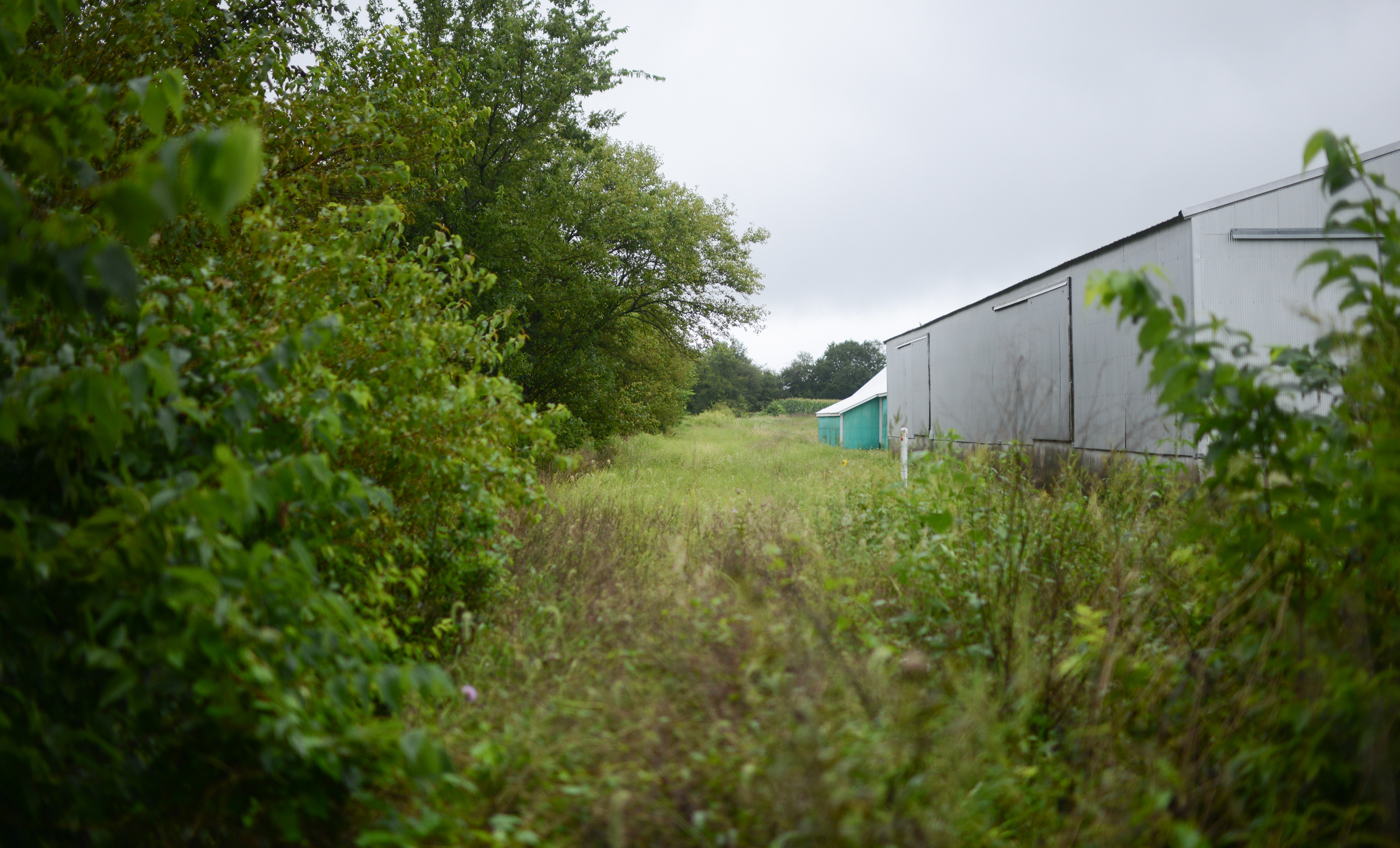 An MFA Inc. fertilizer plant sits next to what was once the Rock Island Corridor on Friday, Aug. 30 in Cole Camp, Missouri. MFA Inc. used to unload fertilizer directly from the railroad.