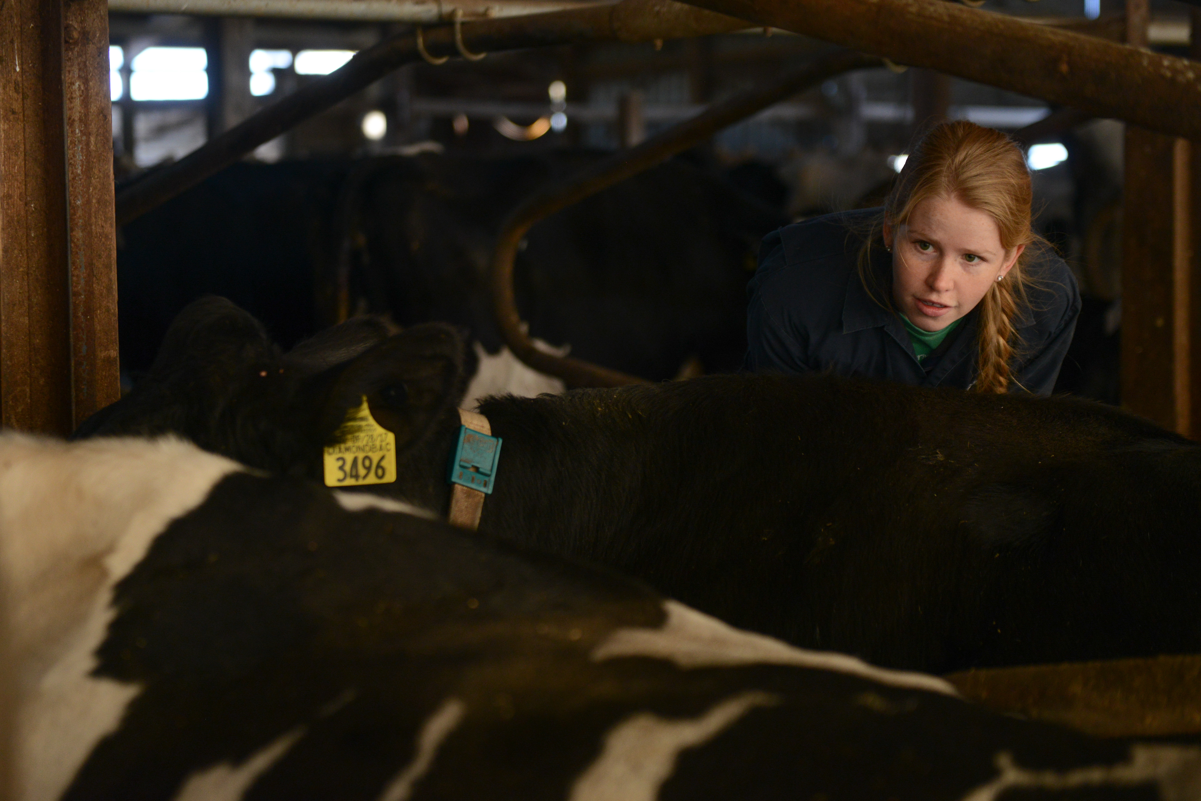 Kaitlyn Fieser nudges a cow to get it to stand up Friday, Nov. 15, 2019 at Foremost Dairy Research Center in Columbia. Fieser is a vet student at Mizzou doing her food animal rotation, which lasts about two weeks.