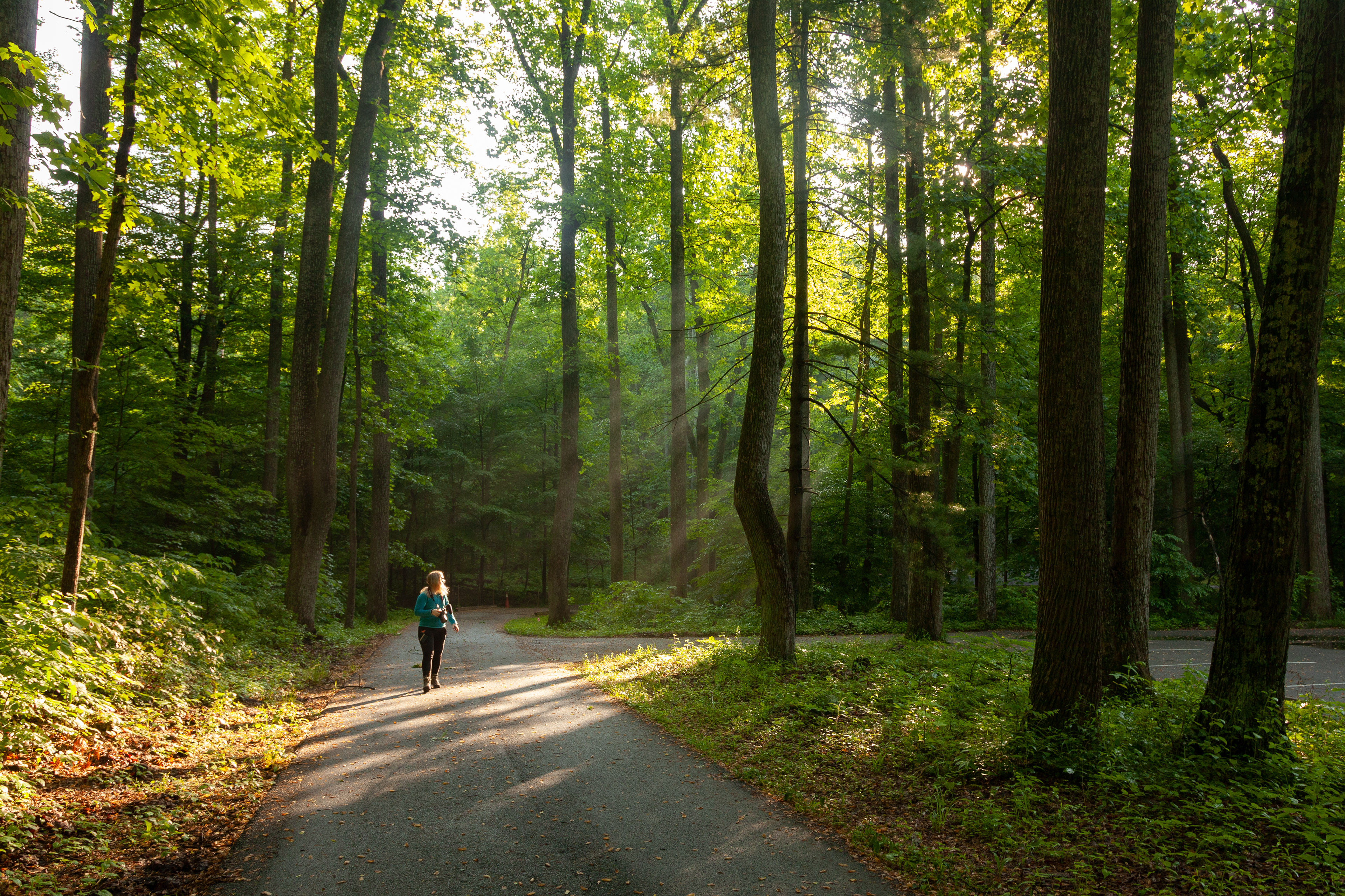 Catoctin Mountain Park, June 2022
