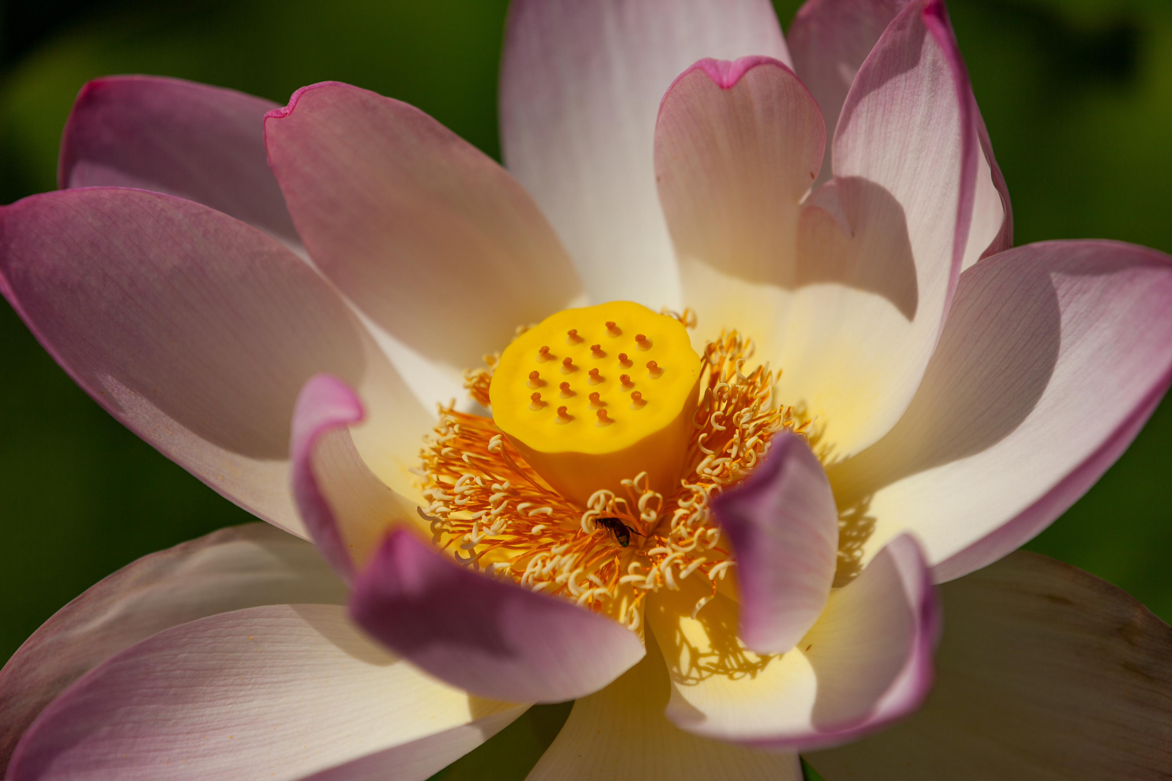 Kennilworth Aquatic Gardens, June 2022
