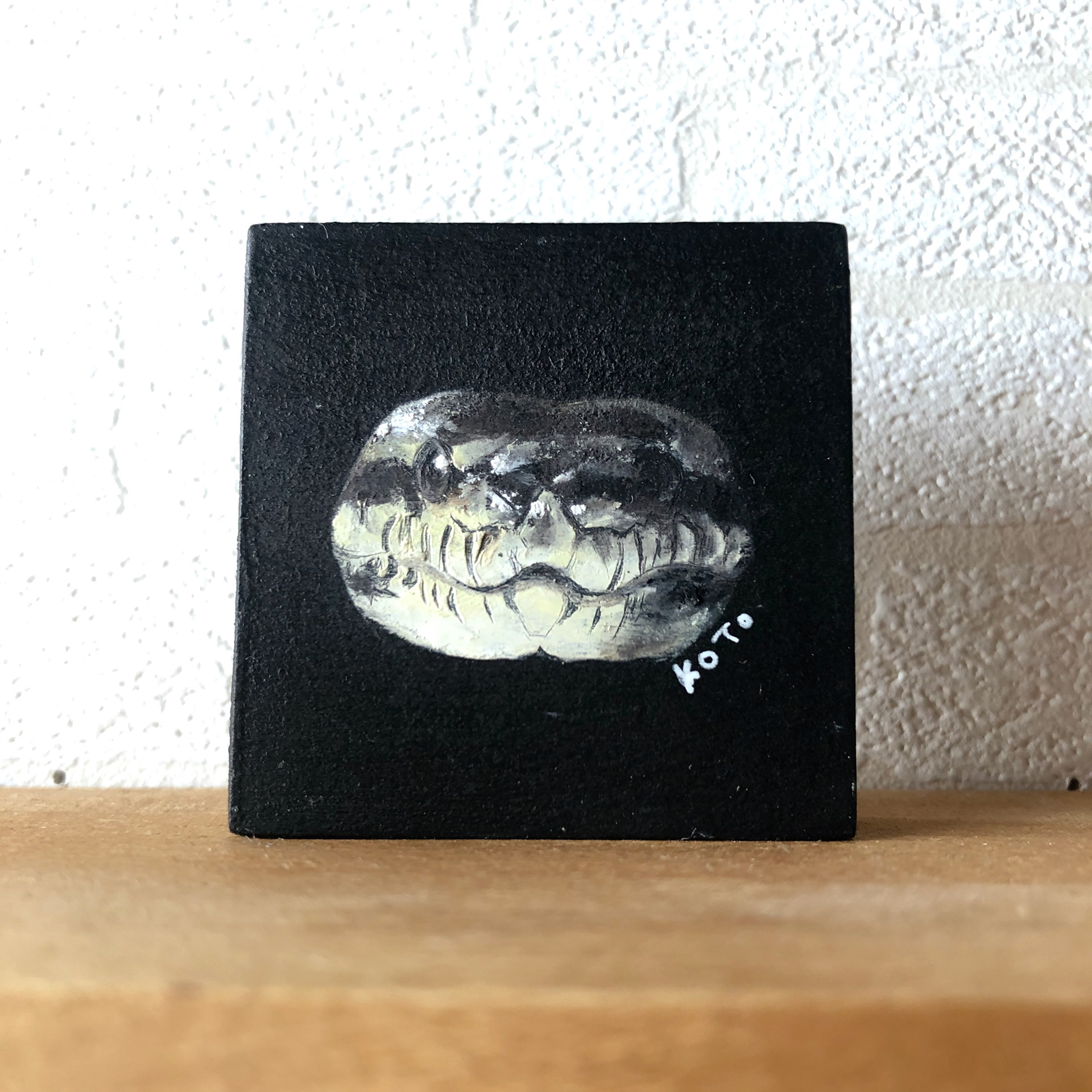 5cm*5cm カーペットパイソン