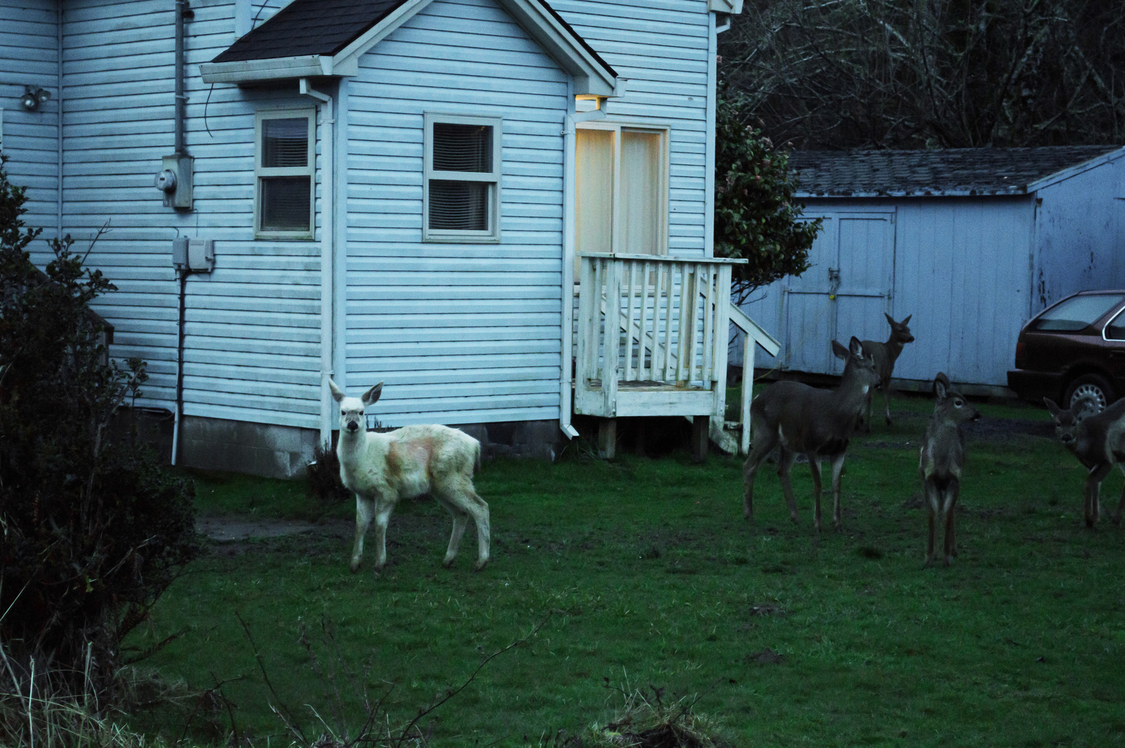 A molting piebald deer. We named him Marshmallow.