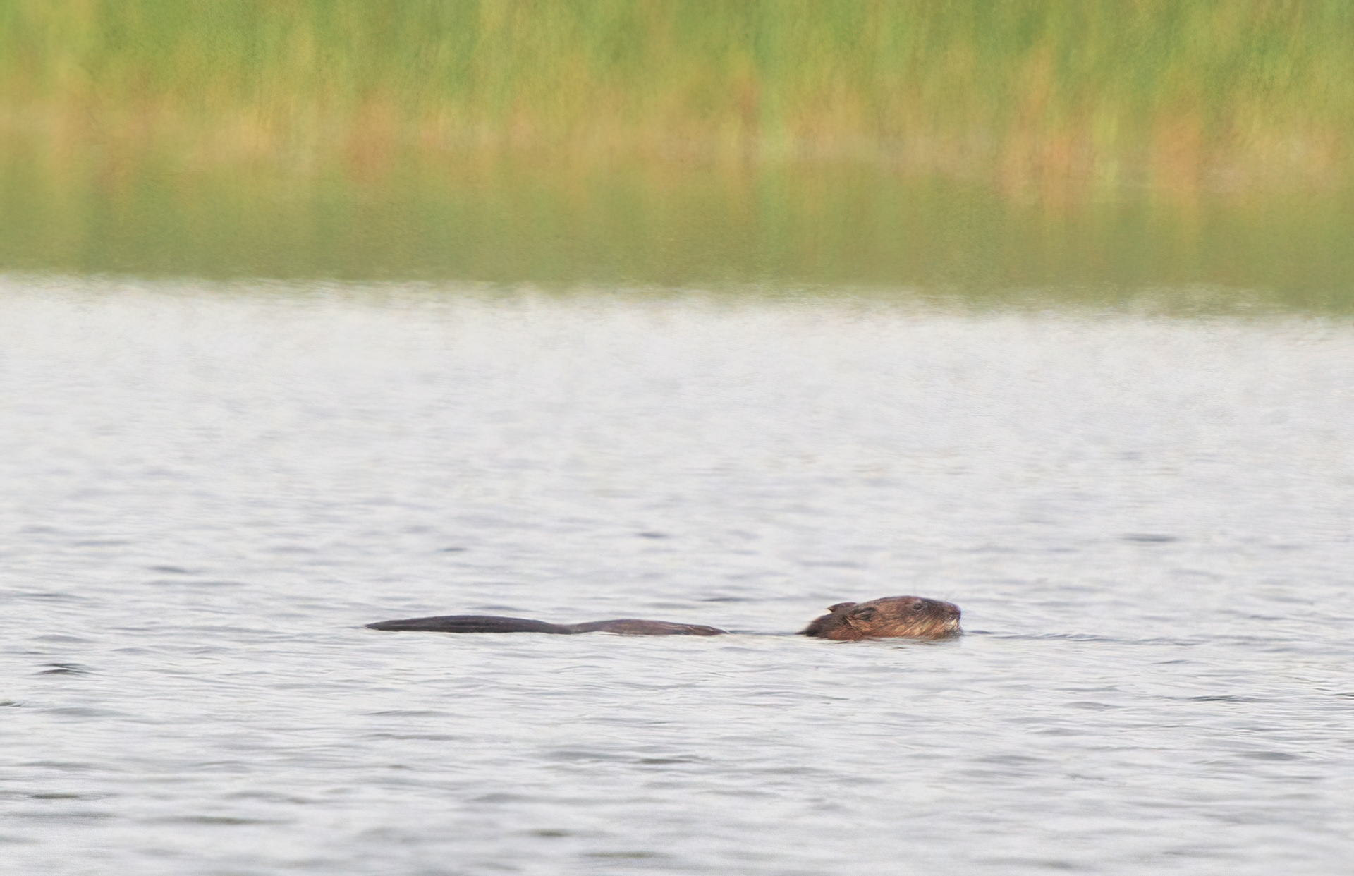 A beaver at Cape Meares Lake.