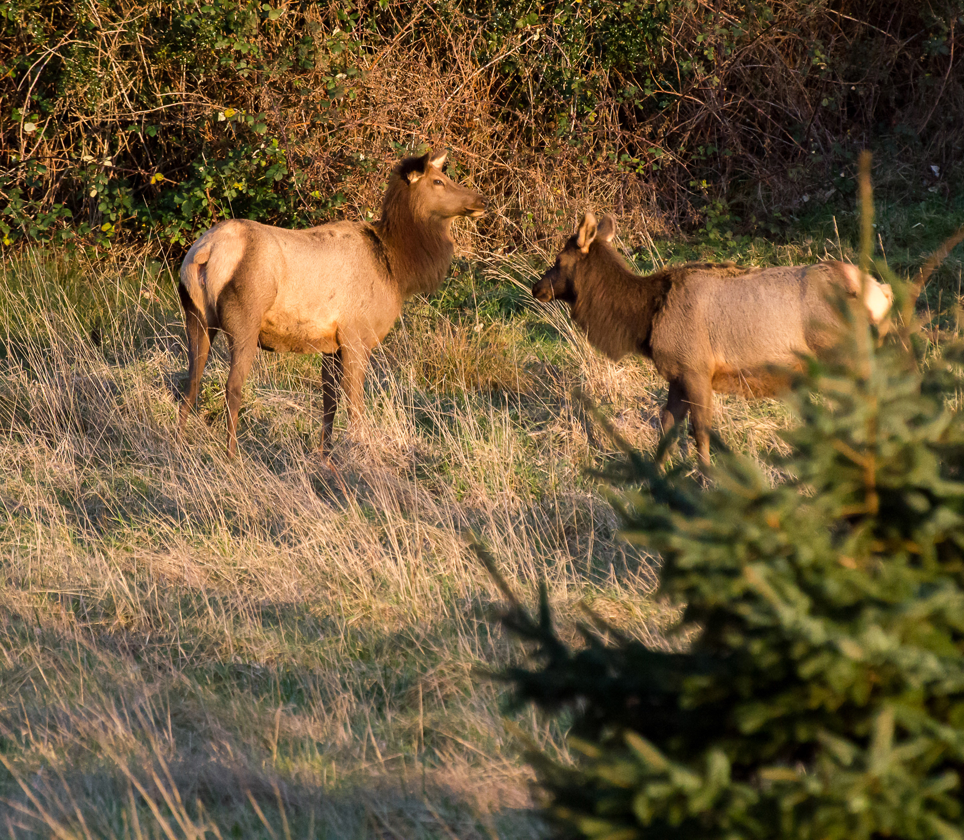 Nehalem